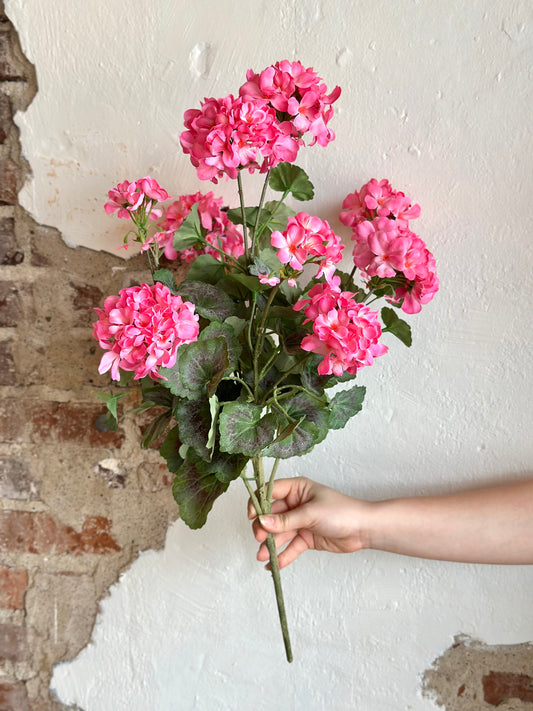24" Summer Geranium Plant