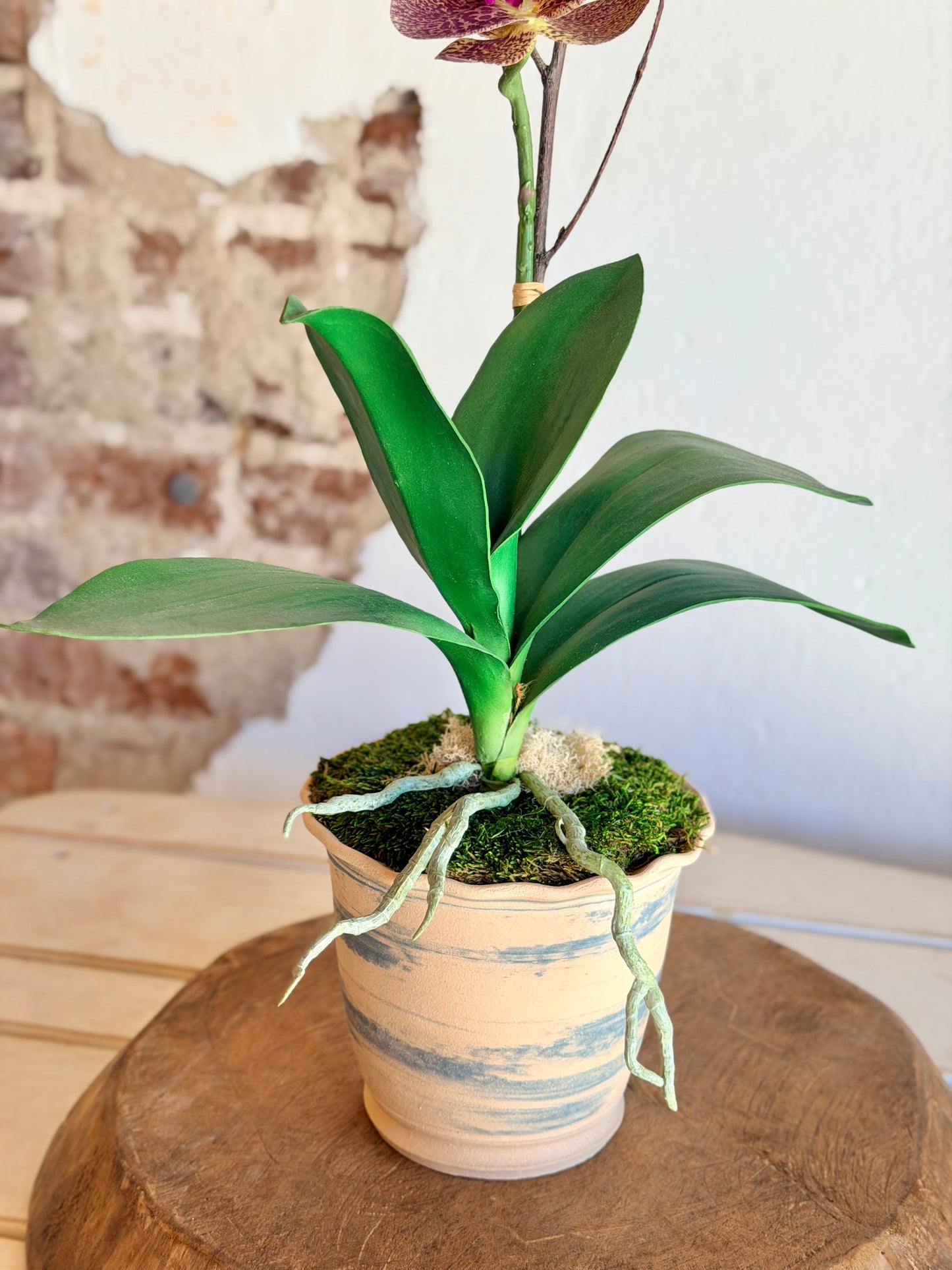 Russet Potted Orchid