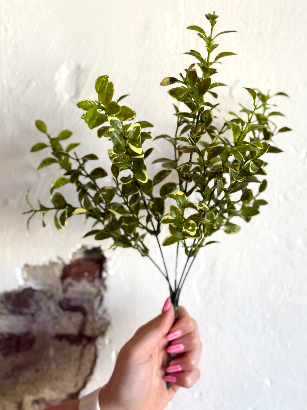 13" VARIEGATED BOXWOOD BUSH