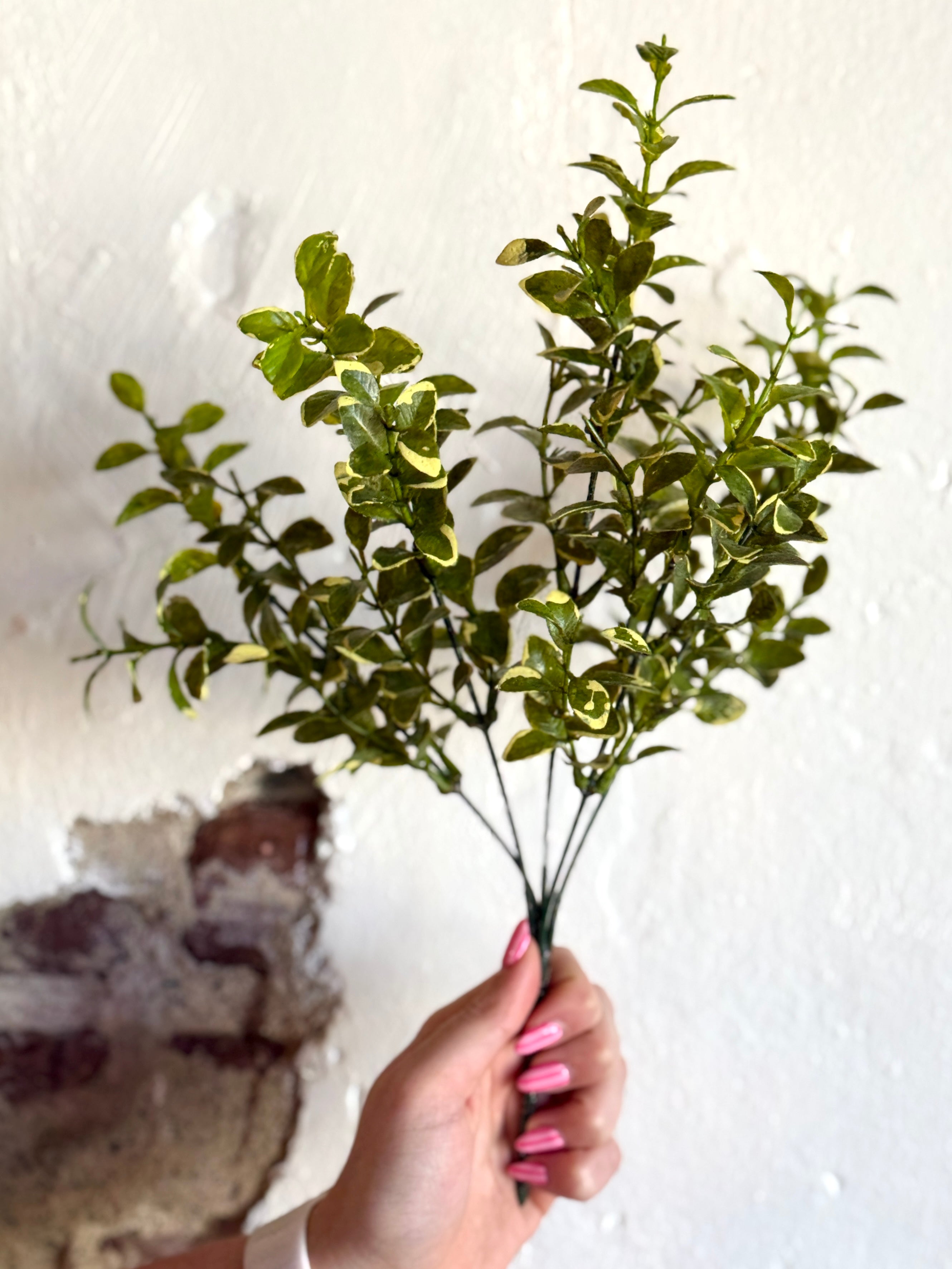 13" VARIEGATED BOXWOOD BUSH