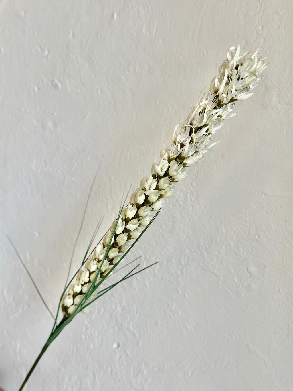 LIATRIS SPRAY 26" CREAM