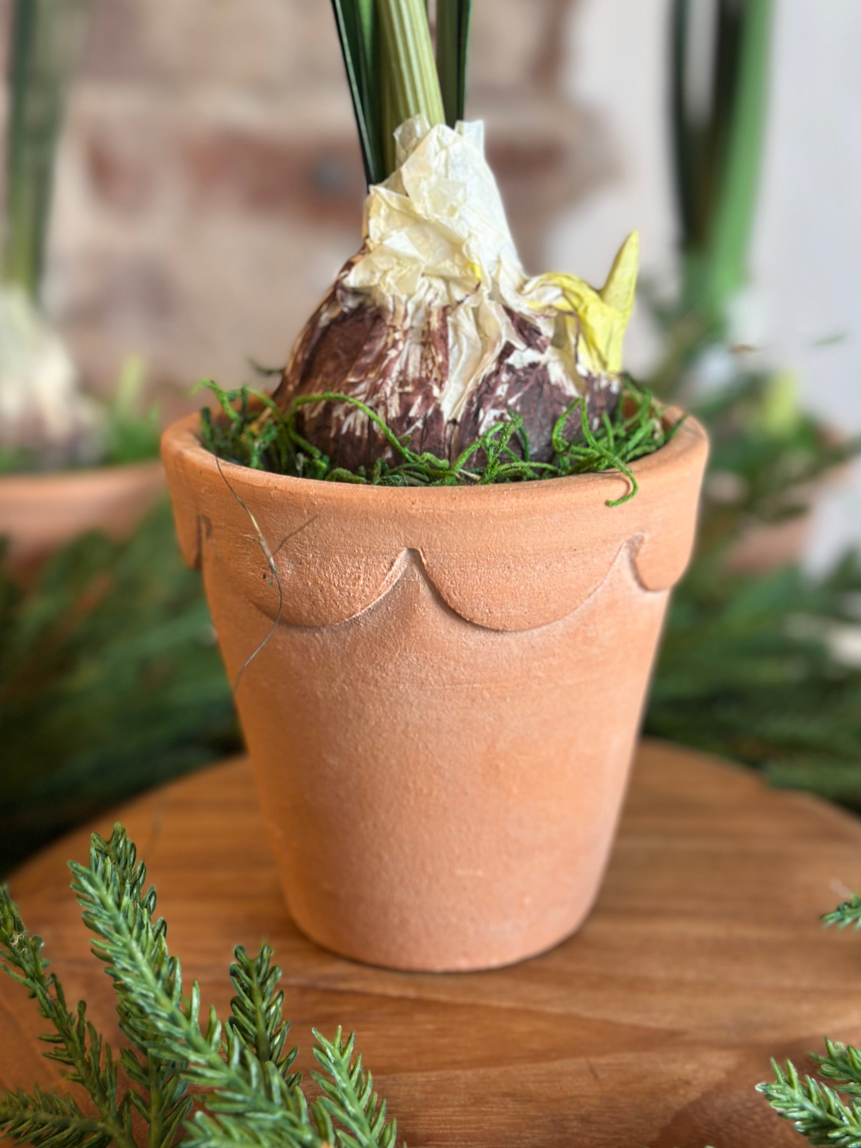 Paperwhite and Bulb Arrangement Terracotta Pot (POT OPTIONS)