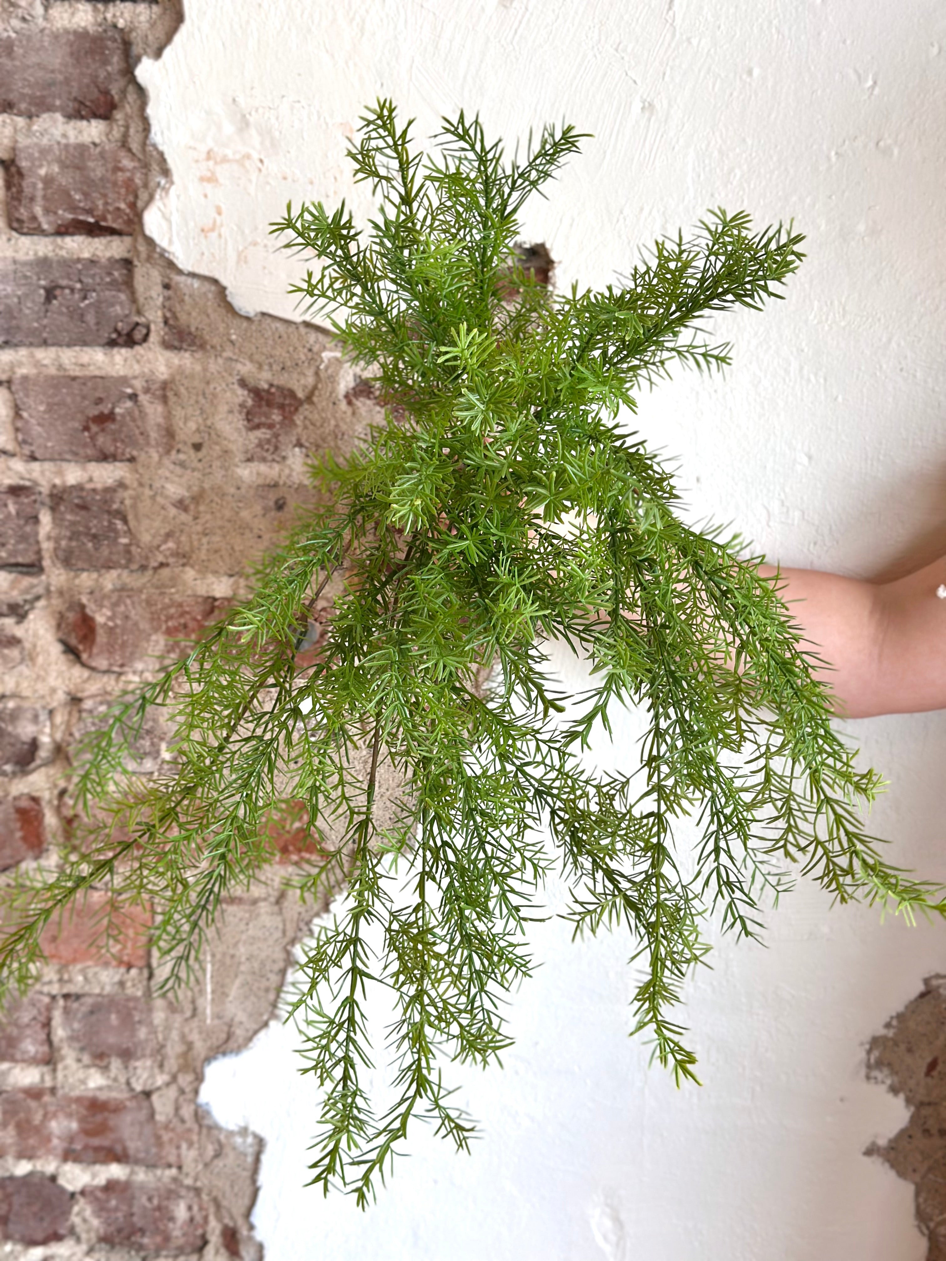 23” Hanging Sprengeri Fern