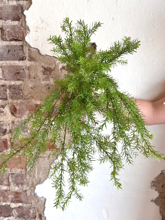 23” Hanging Sprengeri Fern