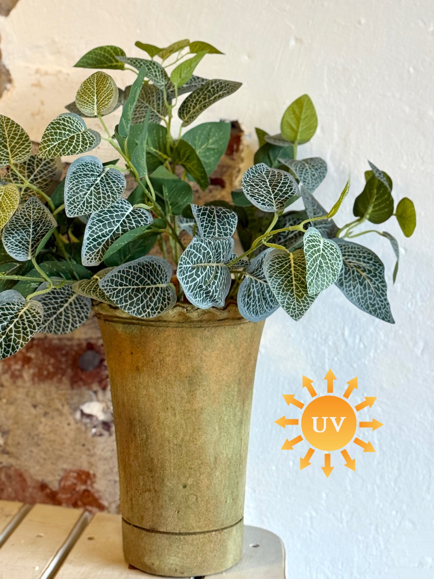 17" UV TREATED FITTONIA BUSH