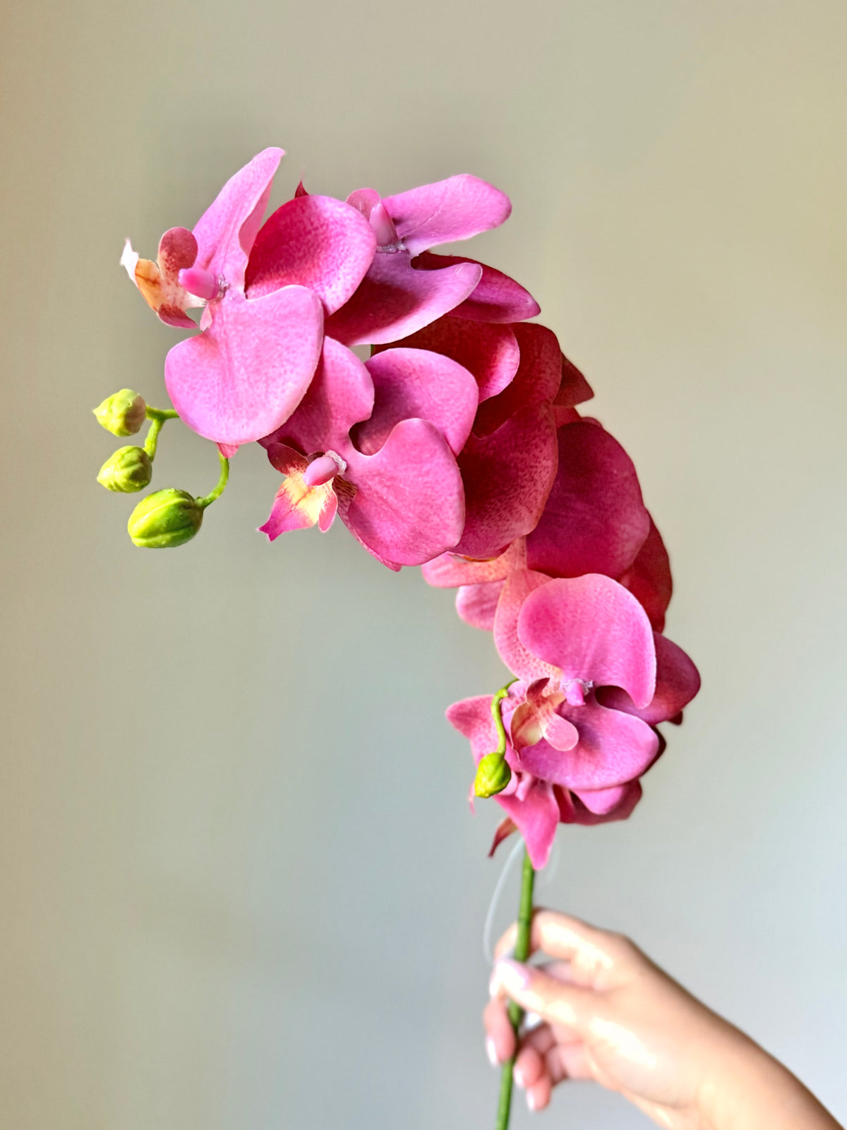 34" PHALAENOPSIS ORCHID SPRAY- MAUVE