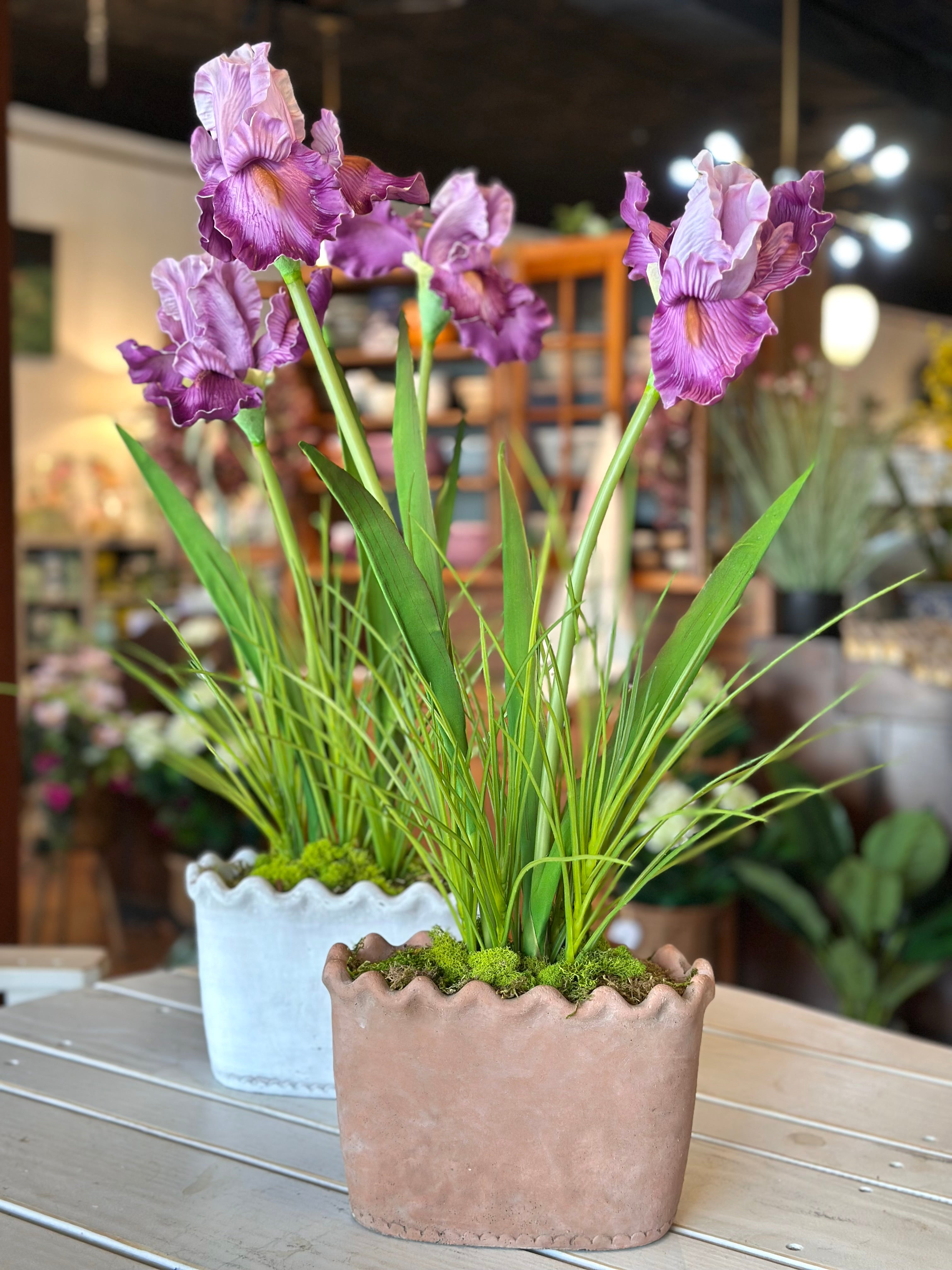 Natural Touch Bearded Iris in Clay Pot