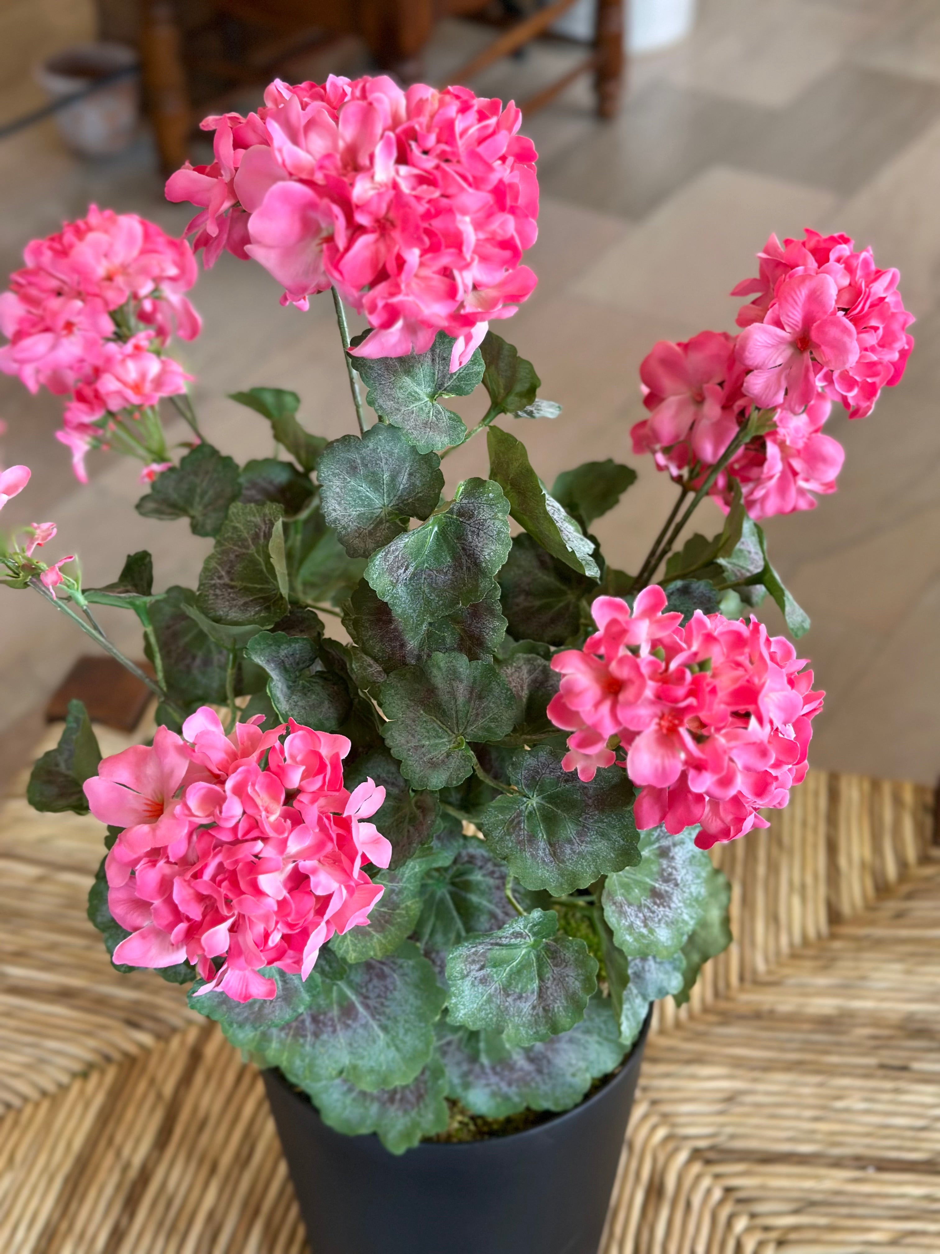 Pink Potted Mini Geraniums