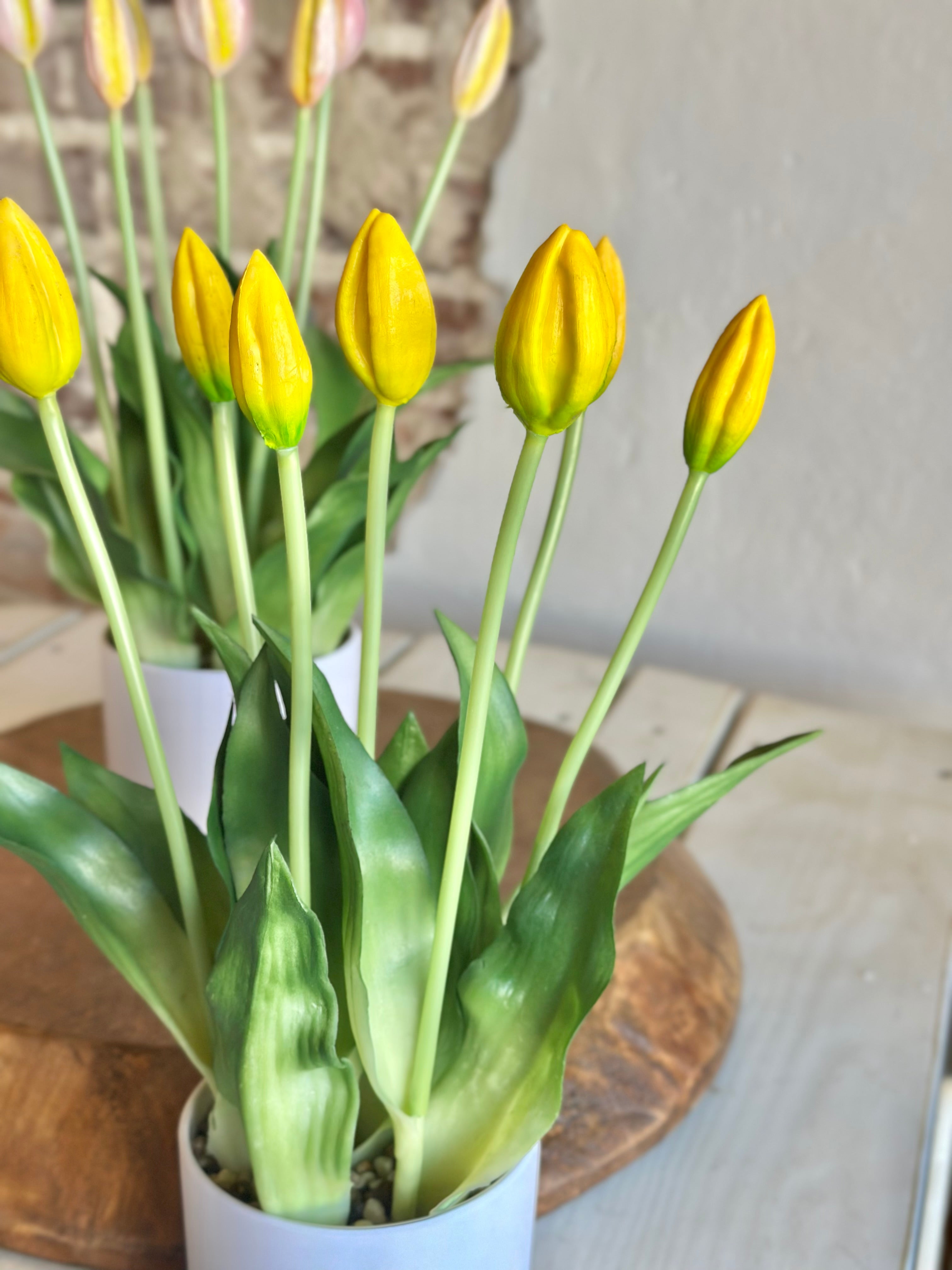Yellow Potted Tulips