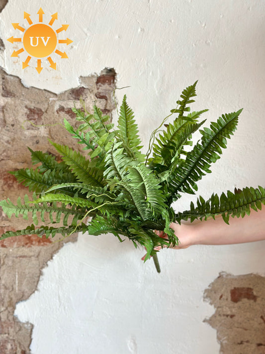 22” UV Estate Boston Fern