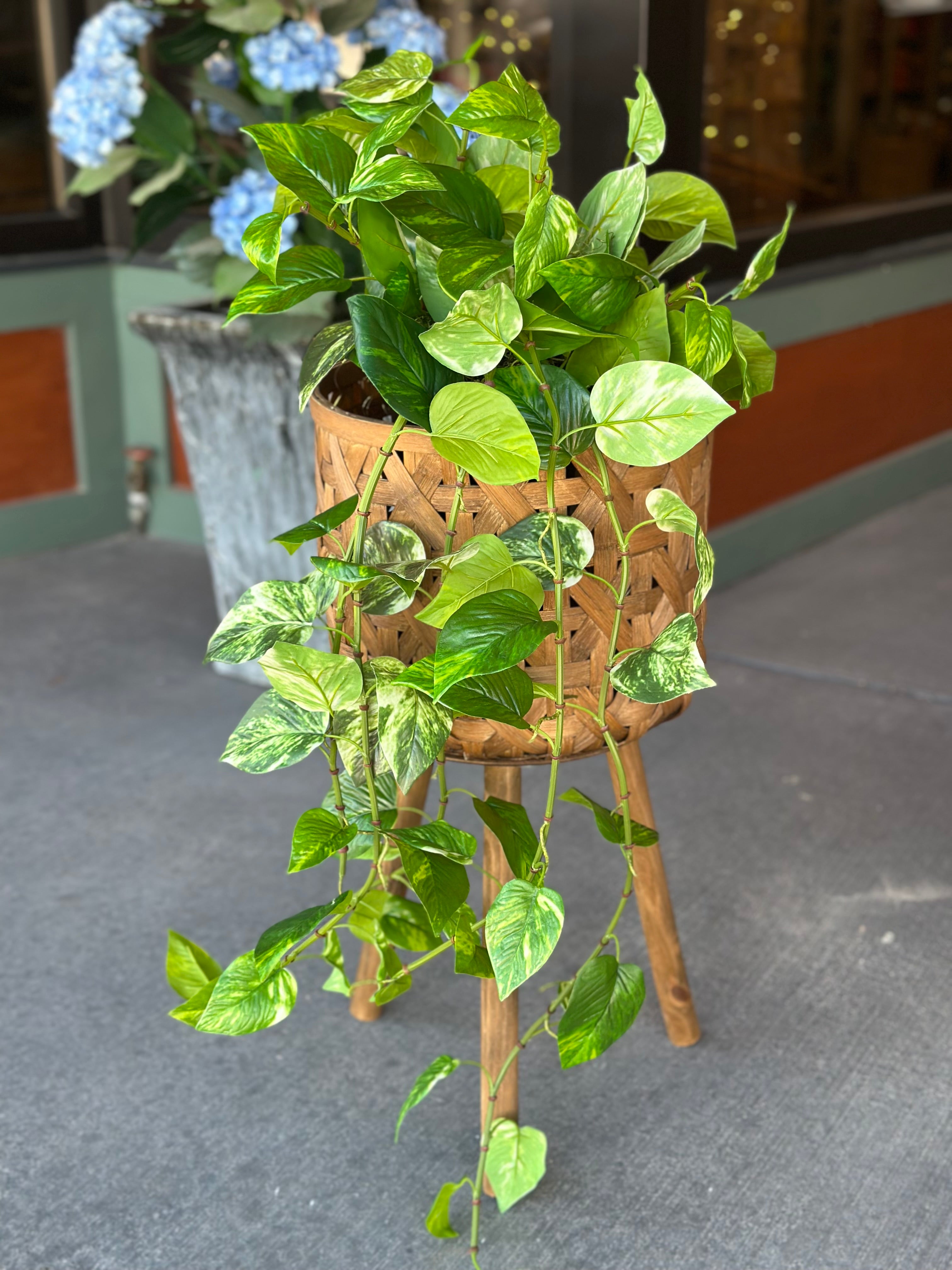 UV-Protected Pothos Pot-filler