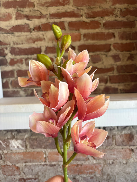 21" Opened Orchid Cymbidium