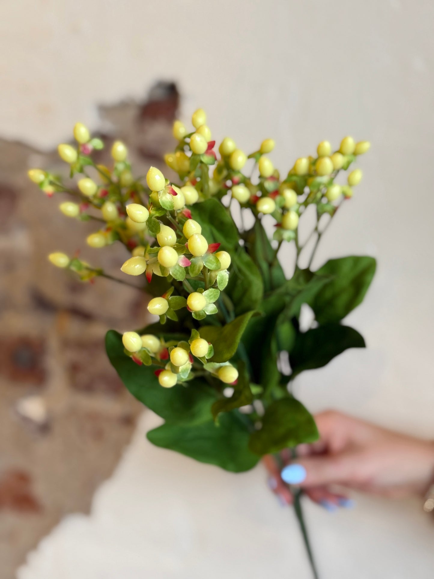 HYPERICUM BUSH, 19", CREAM
