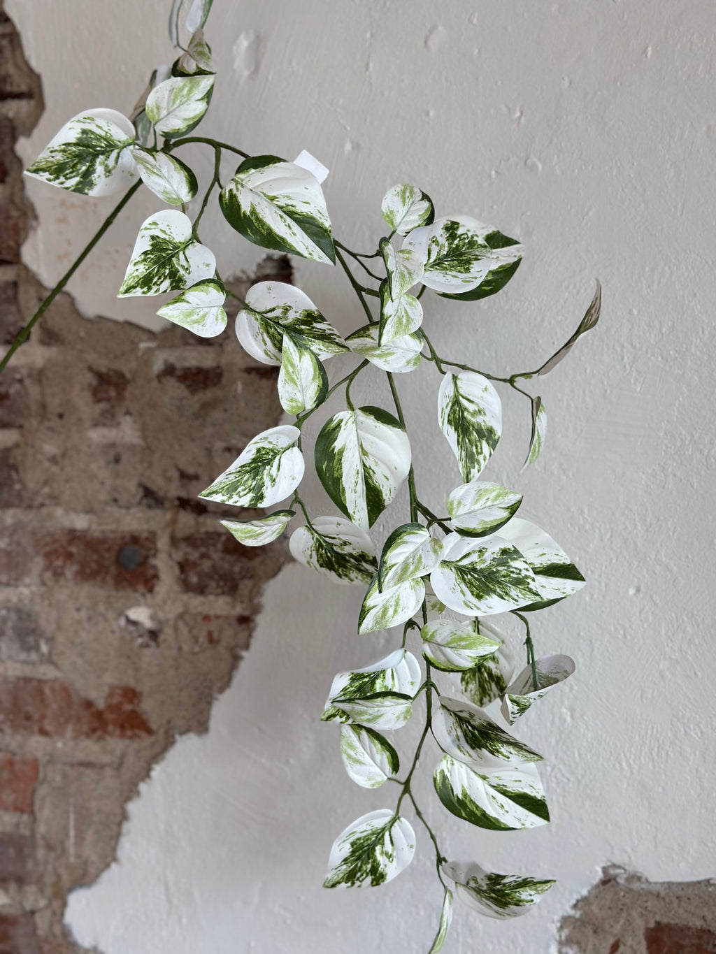 4' Variegated Snow Queen Pothos Vine