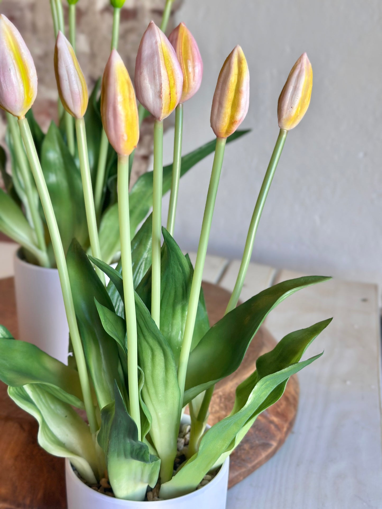 Pink Potted Tulips