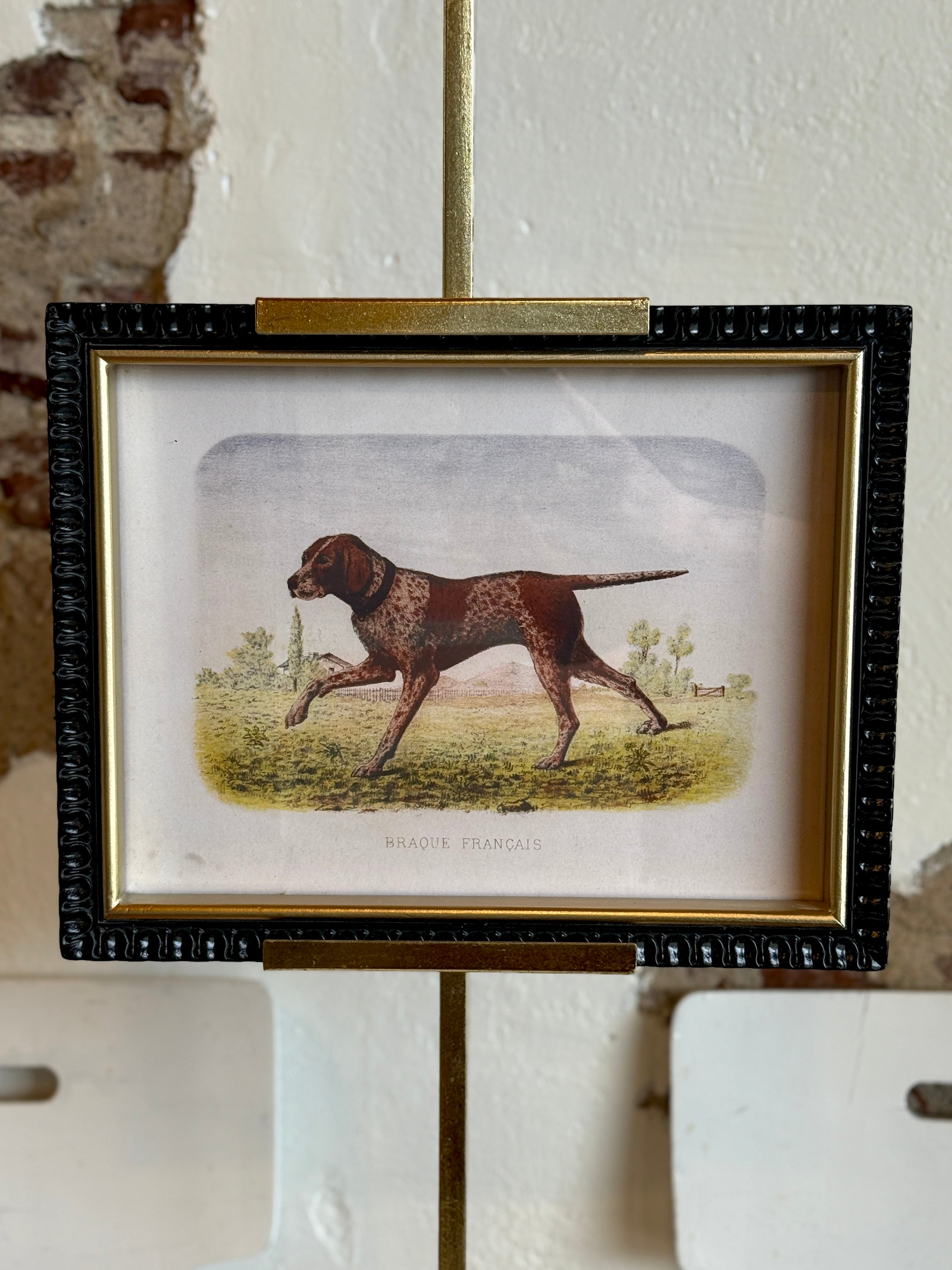 Braque Français Hunting Dog Framed Print