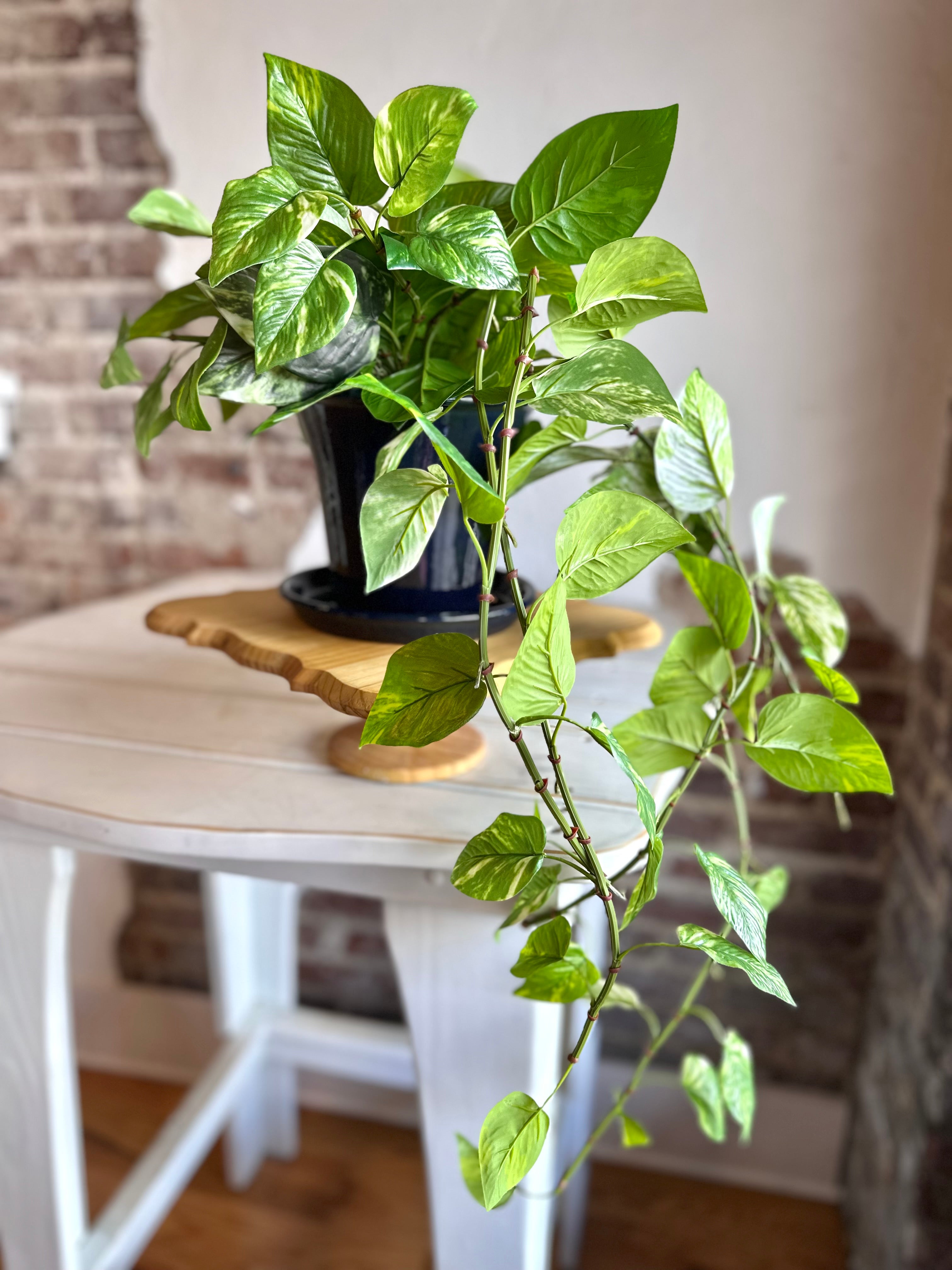 Pothos in Navy Ceramic Planter