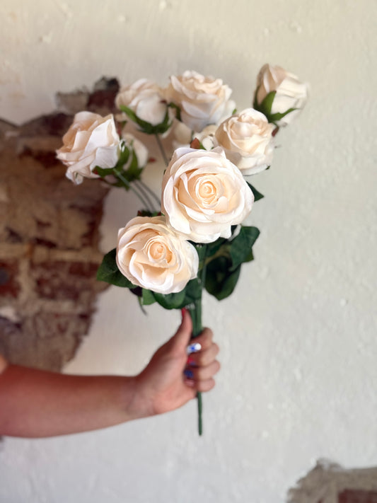 18" BRIDAL ROSE BUSH X9,; 3" BLOOMS, CANDLELIGHT