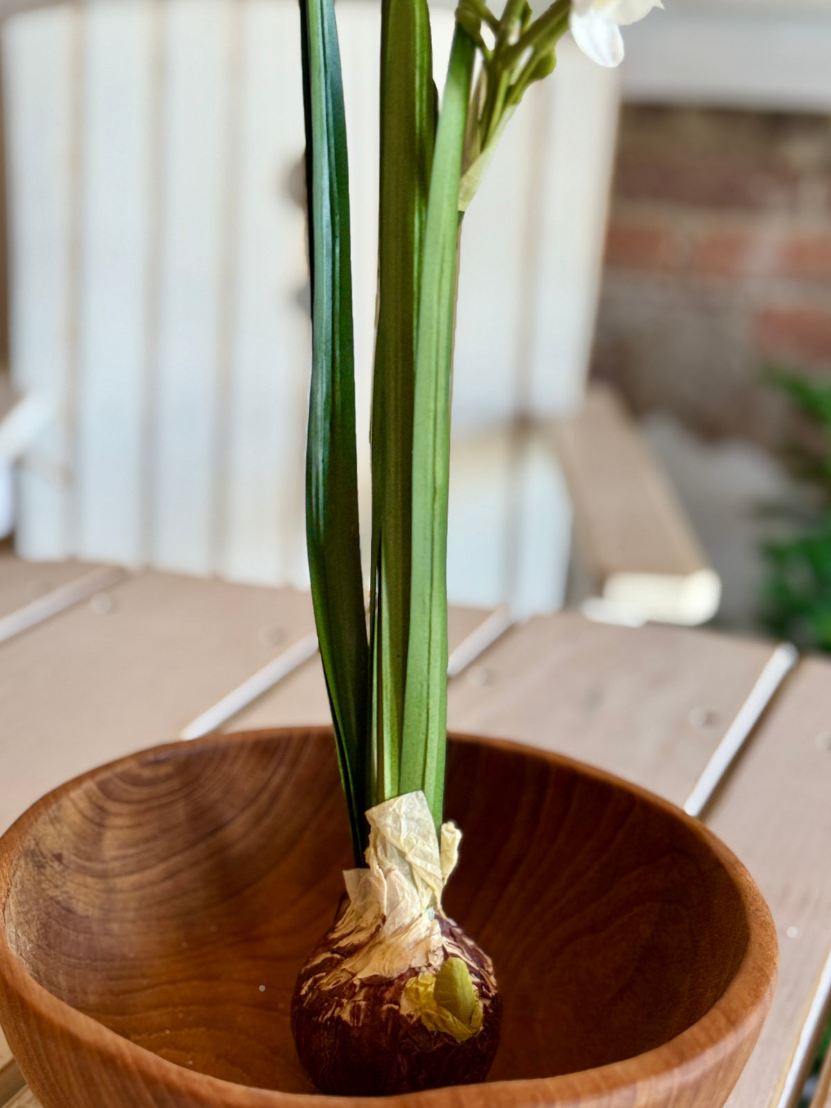 18" PAPERWHITE BULB