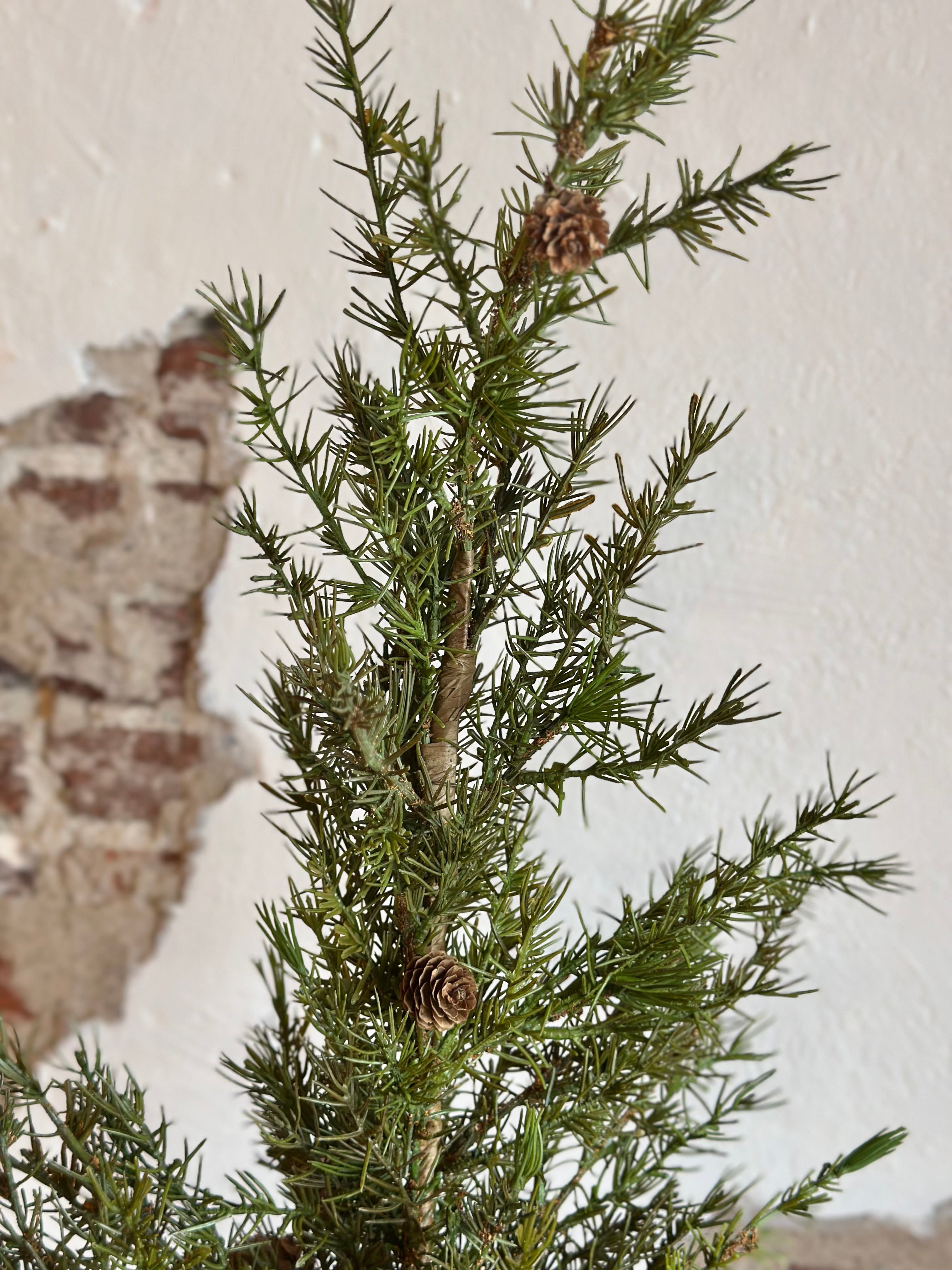 2.75' Larix Tree Branch w/ Cones