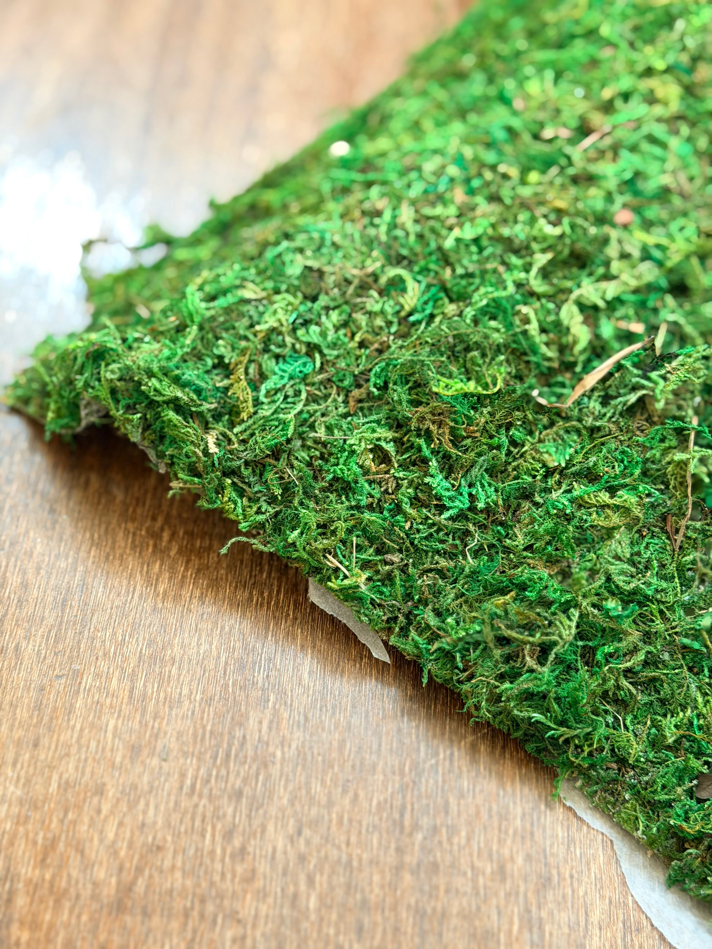 Preserved Green Sheet Moss
