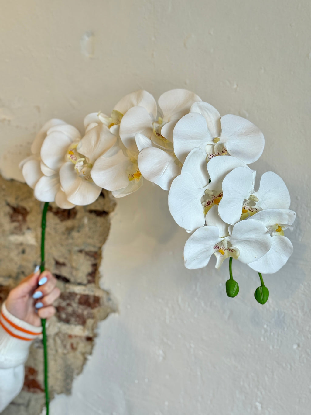 PHALAENOPSIS ORCHID 41"; 4" BLOOMS- CREAM