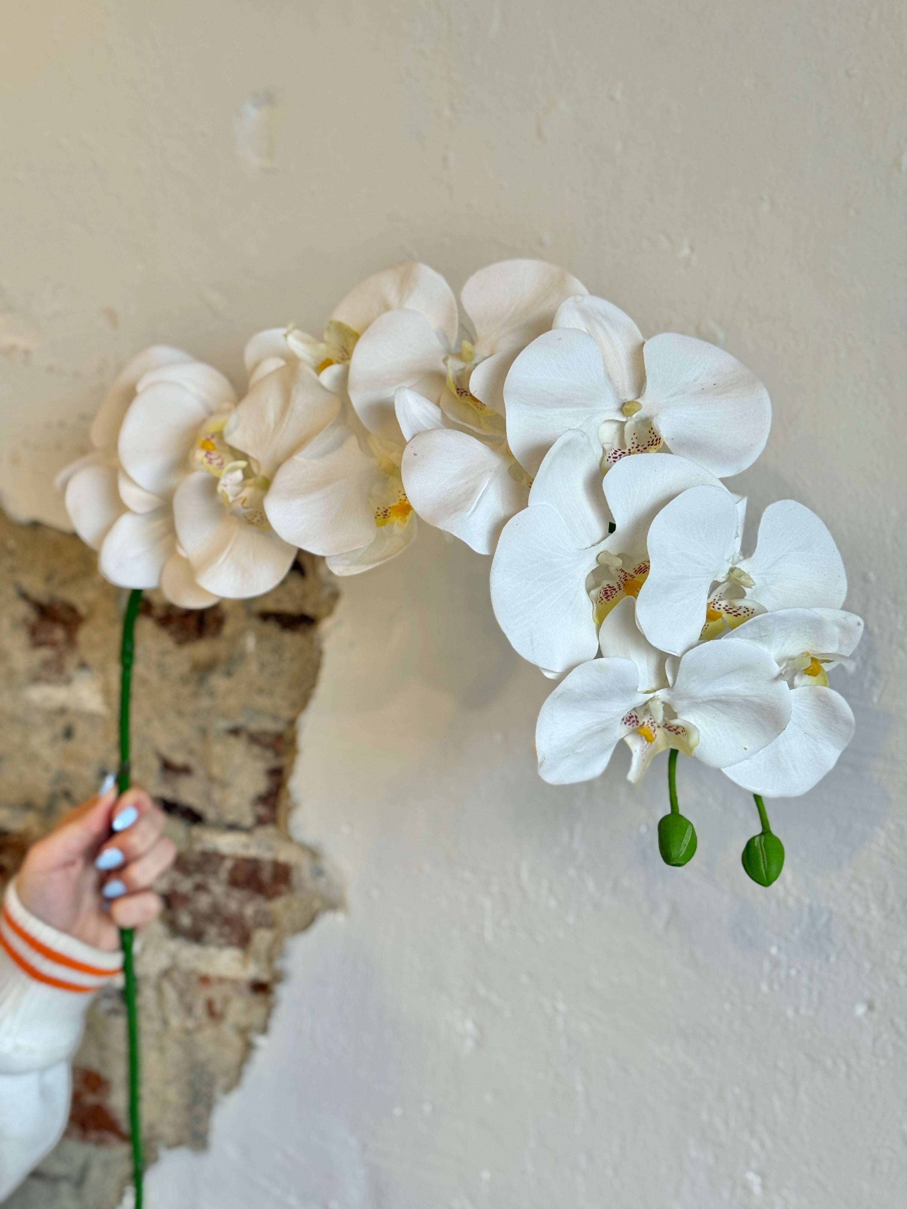 PHALAENOPSIS ORCHID 41"; 4" BLOOMS- CREAM