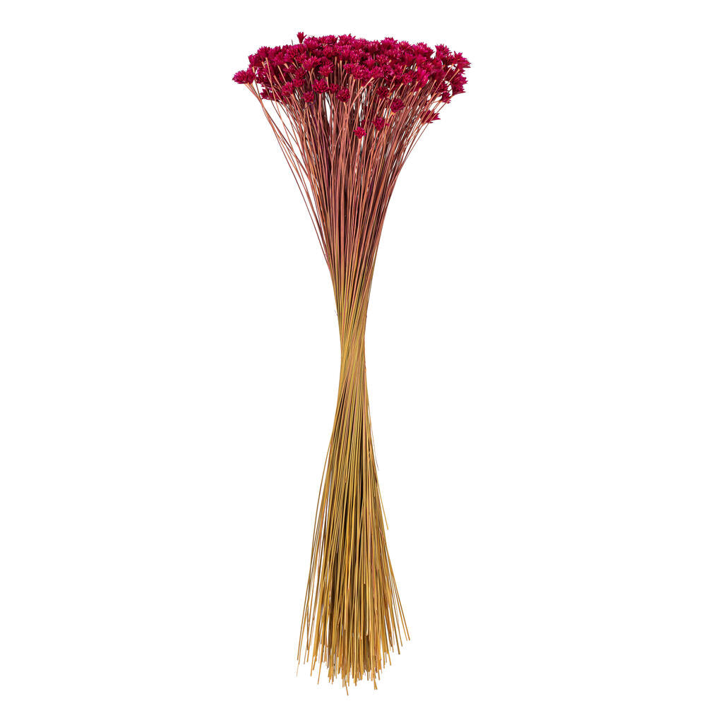 20” Dried Raspberry Hil Flower Bunch