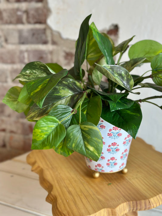 Potted Pathos Plant