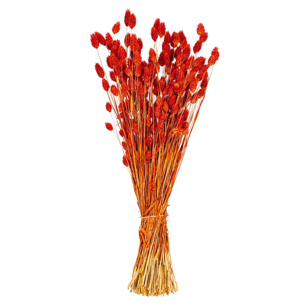 26” Orange Phalaris Bunch, Preserved