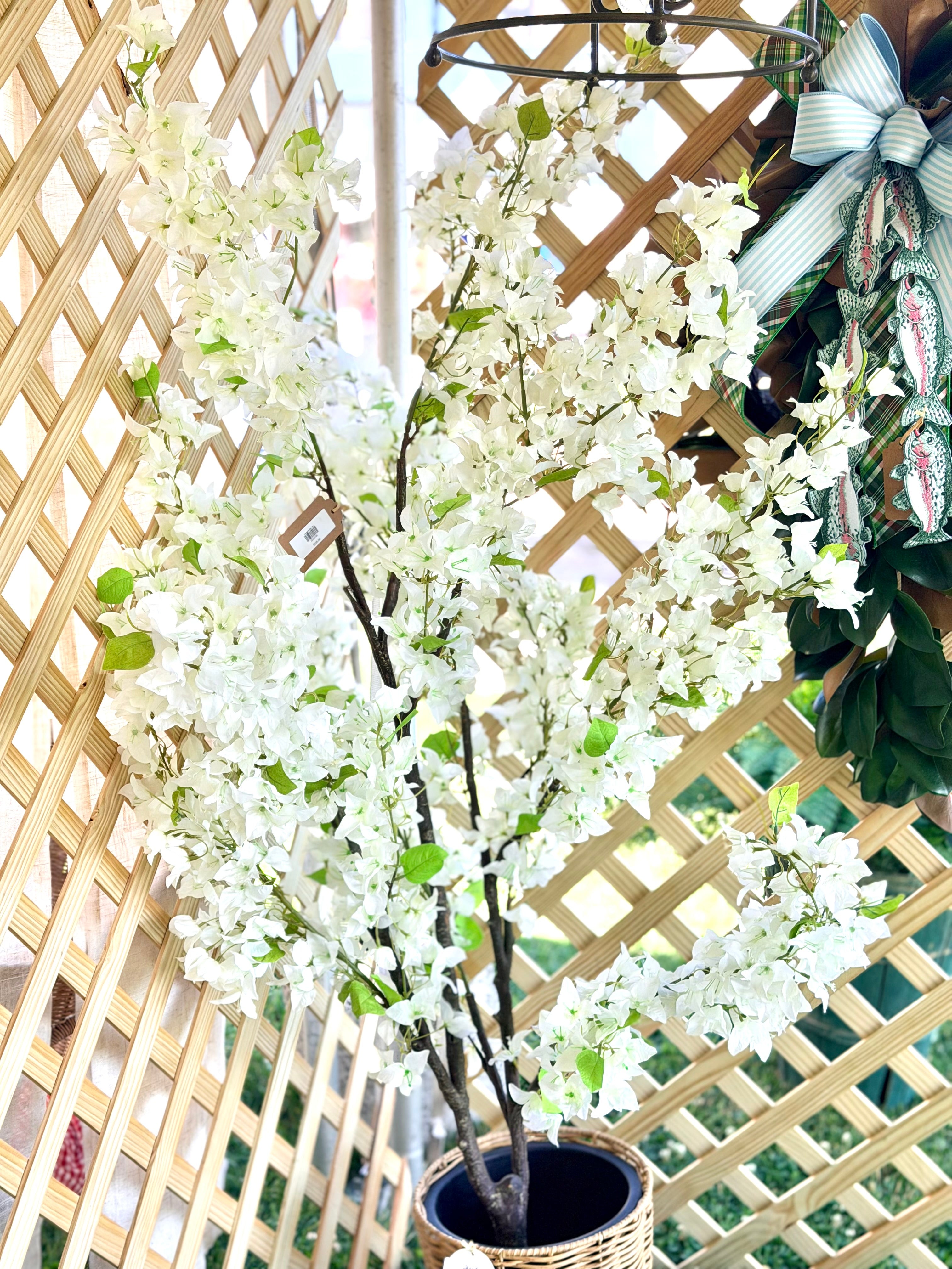 6' Bougainvillea Tree