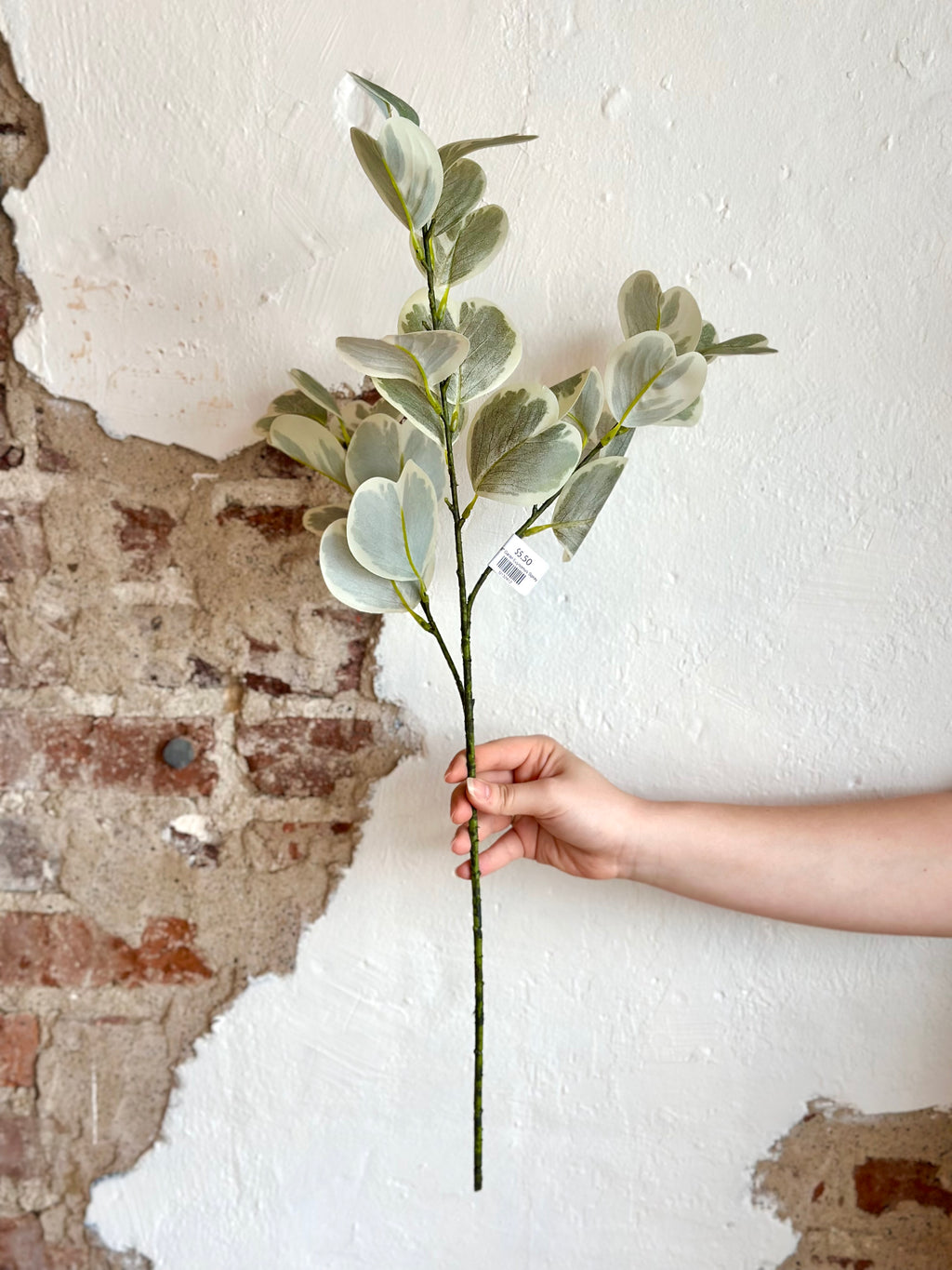 28" Garden Euynomus Spray