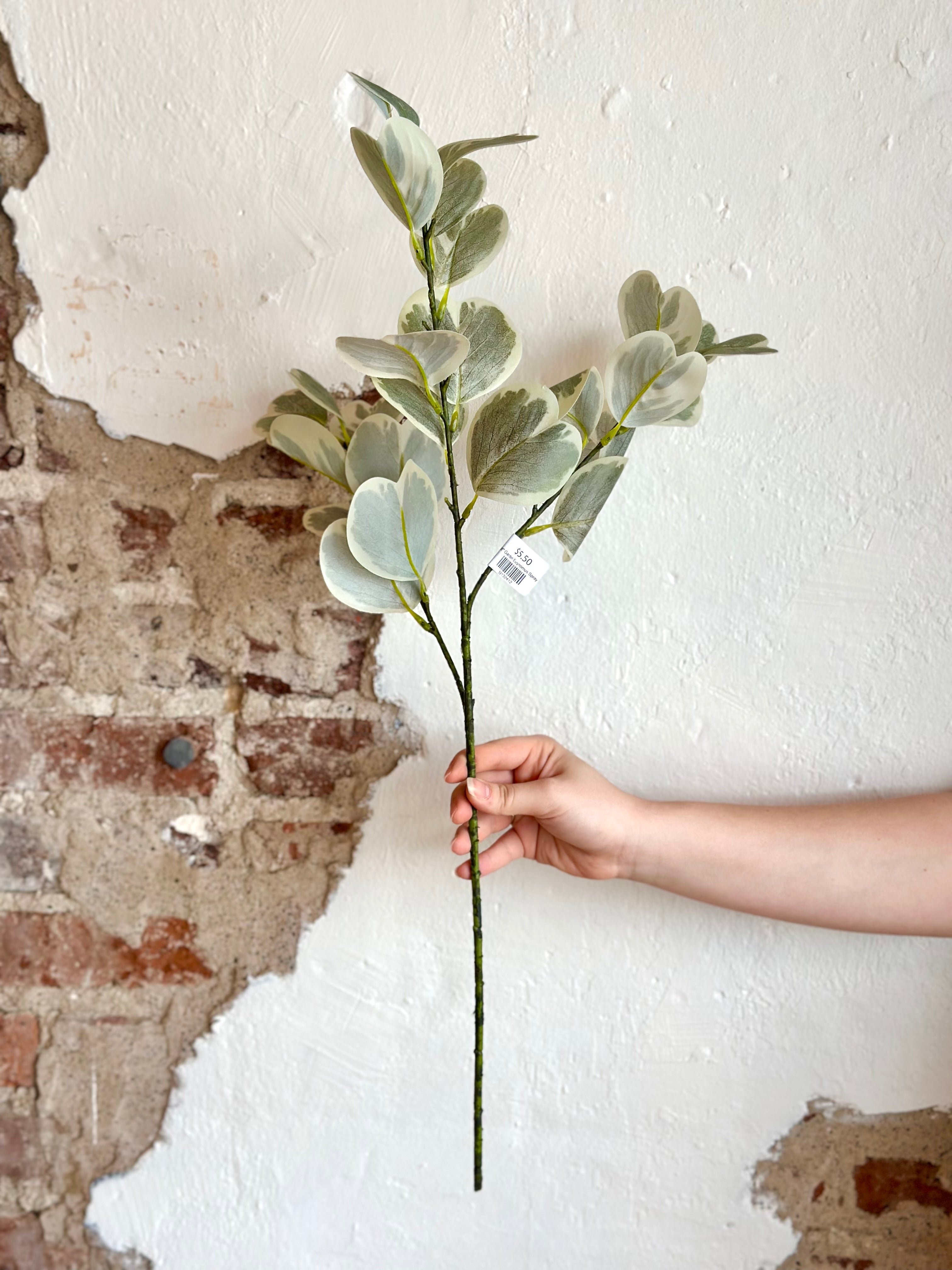 28" Garden Euynomus Spray