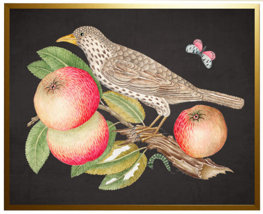 Vintage Artwork -Bird, Flowers, and Insects 16 X 12 (975I)