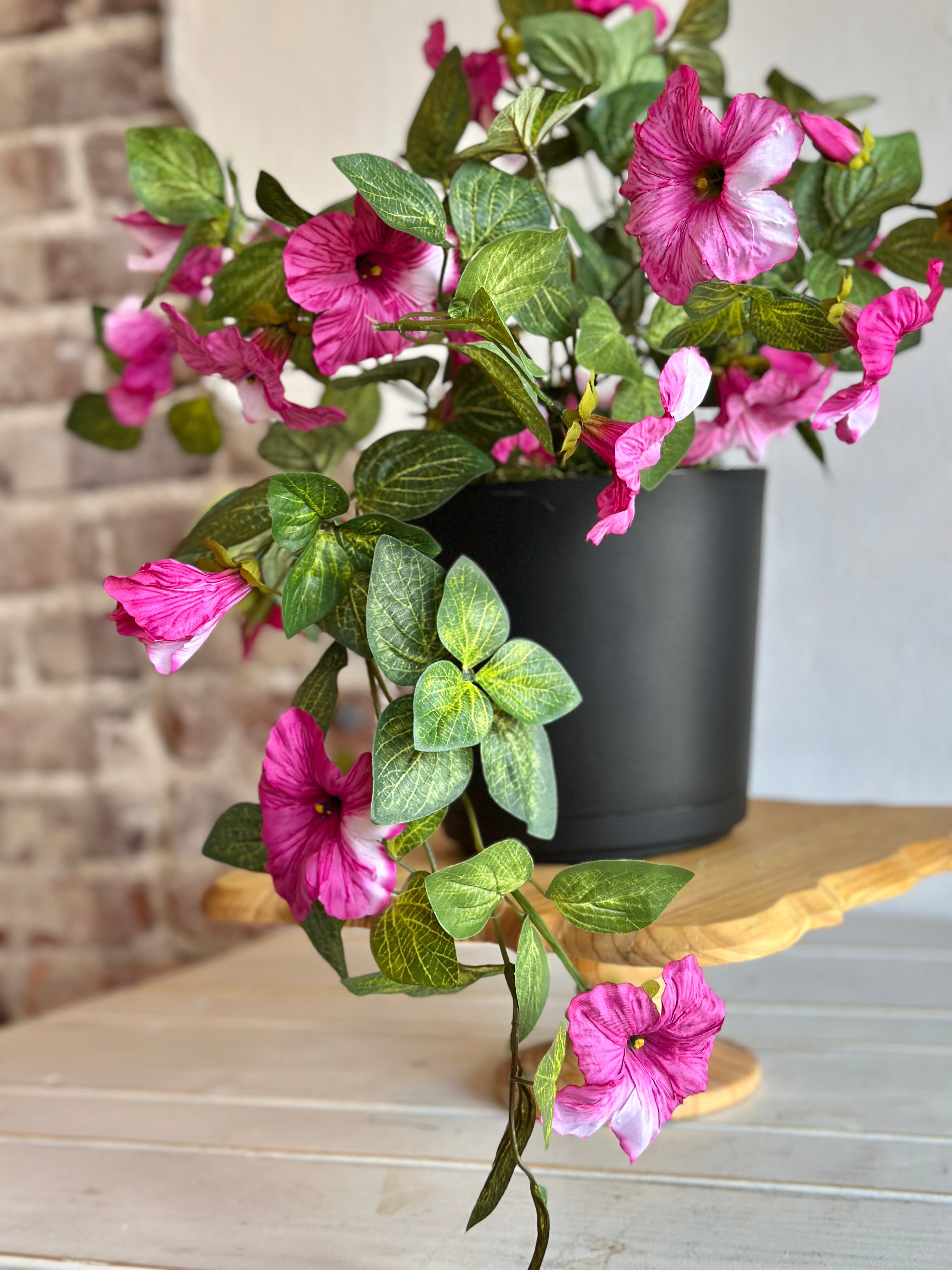 Potted Petunia