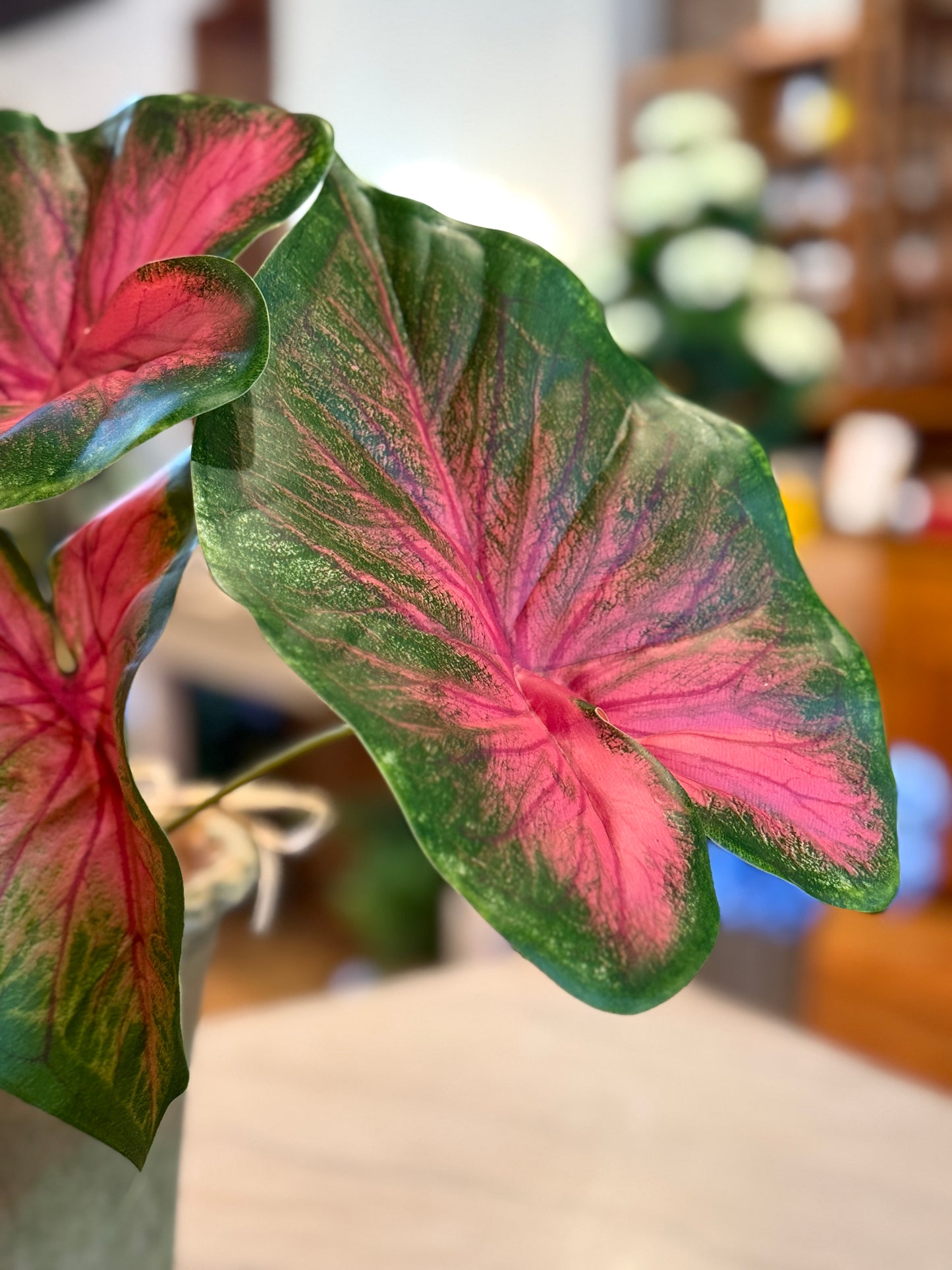 21" CALADIUM PLANT
