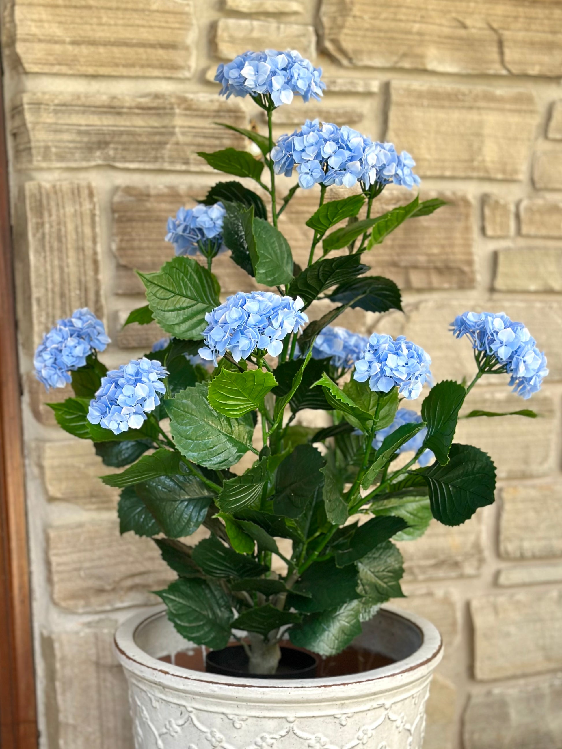 hydrangea plant in pot Blue Hydrangea Bush in Pot