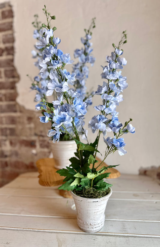 Blue Delphinium in White Aged Pot