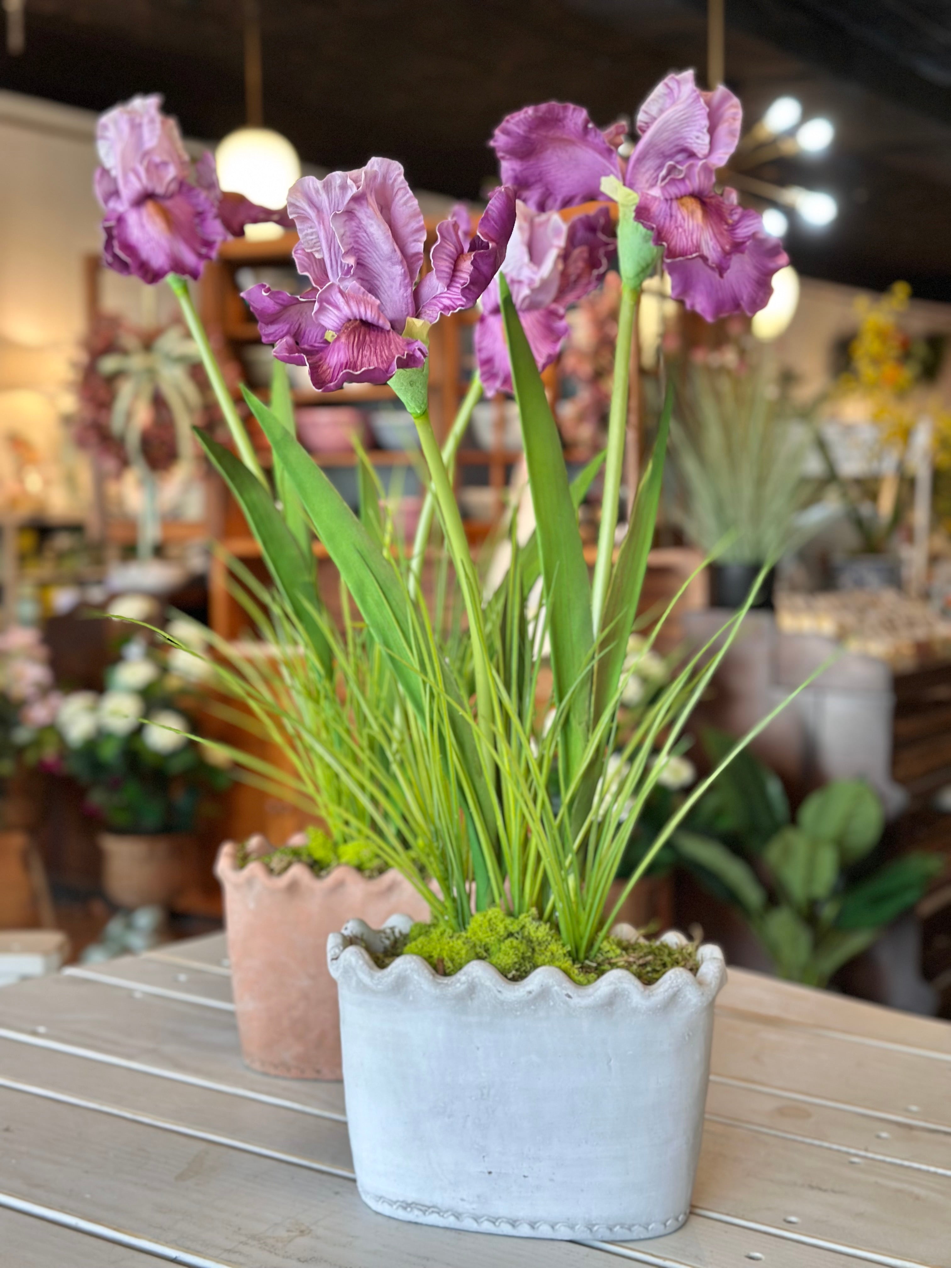Natural Touch Bearded Iris in Clay Pot
