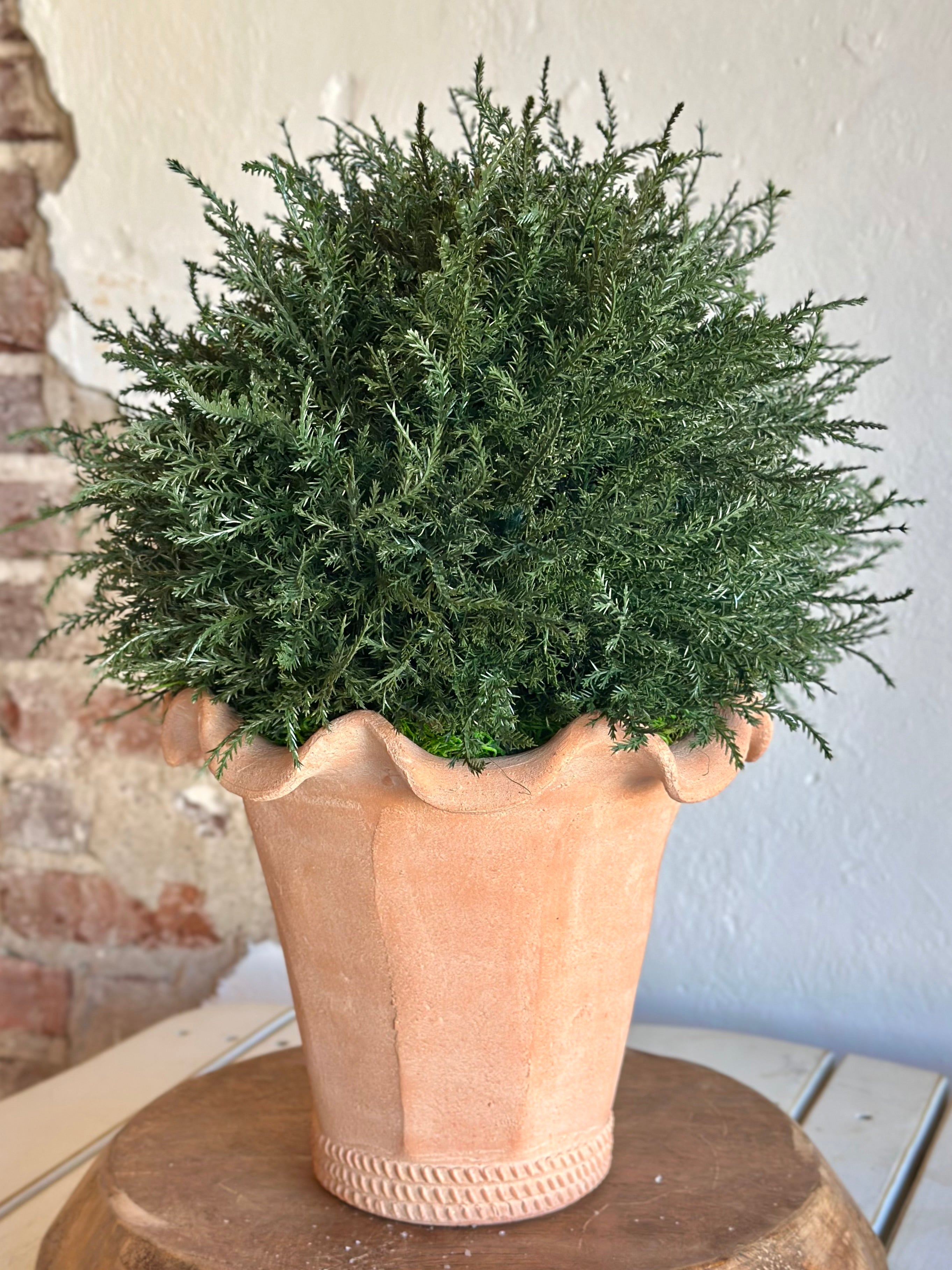 Botanical Colletion- Evergreen in Terracotta