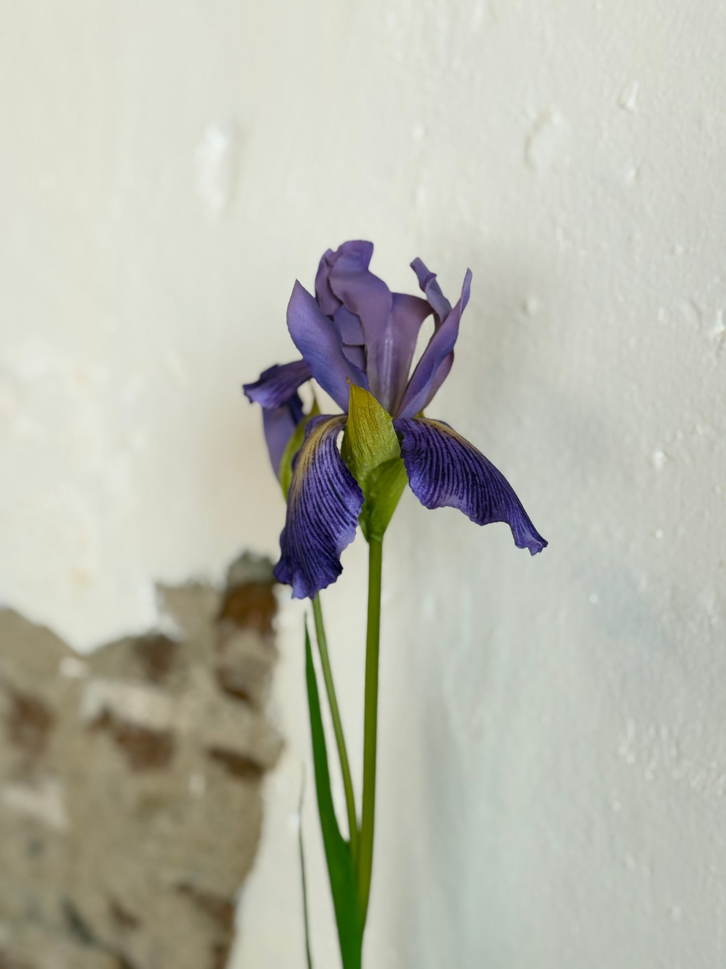 28" Violet Dutch Iris and Bud