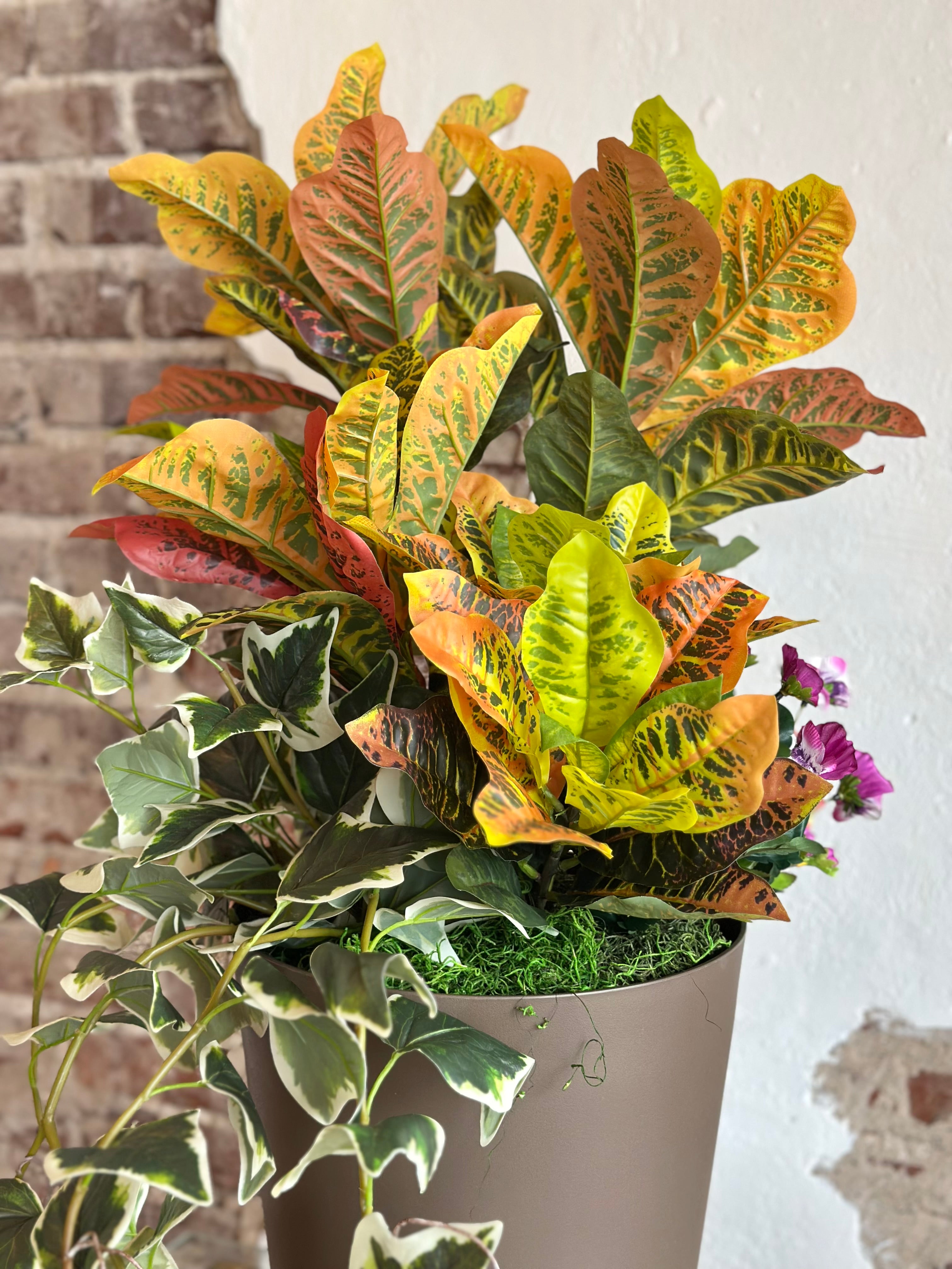 Croton Arrangement