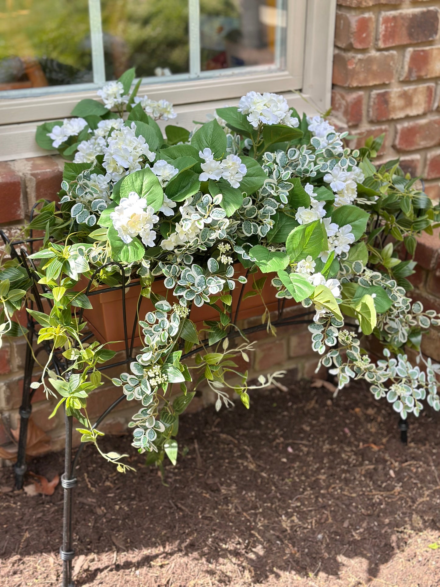 Window Box White Hydrangea & Buttonbush Plant