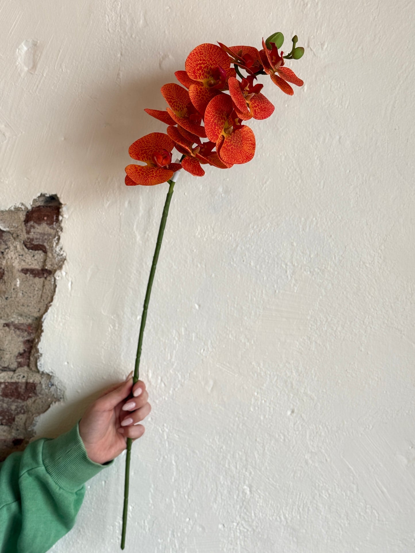 28" GREENHOUSE PHALAENOPSIS SPRAY