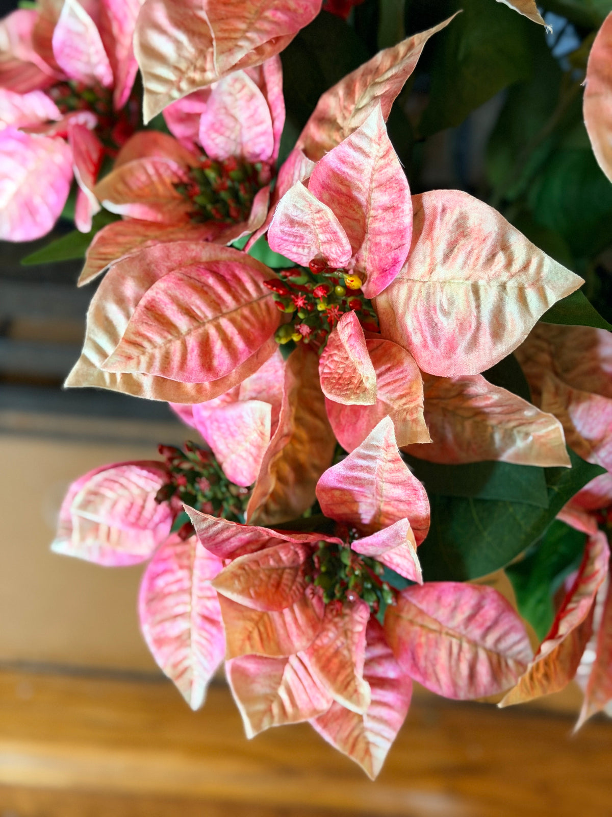 XL Potted Pink Poinsettia Bush