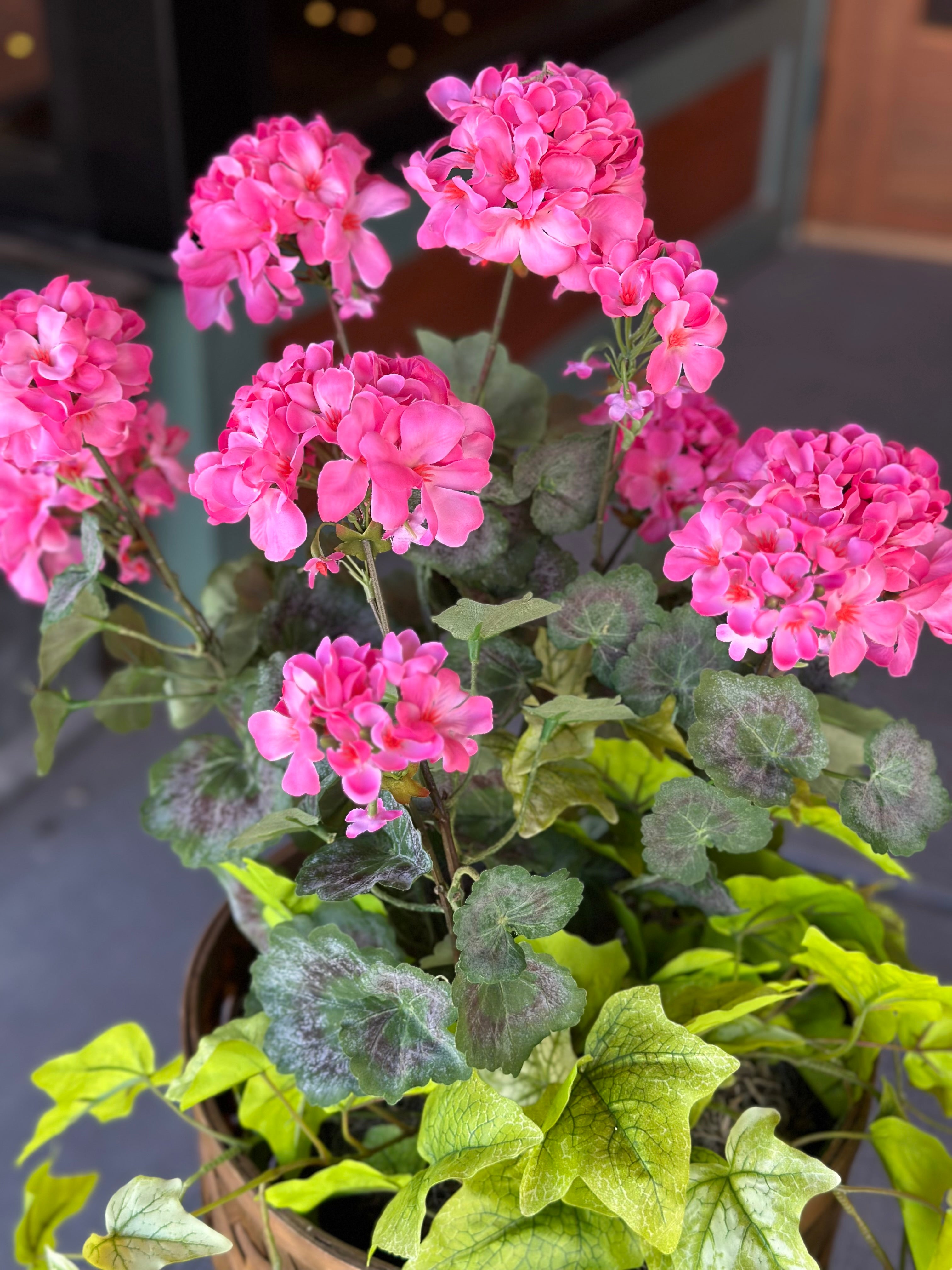 10" Pink Geranium & Holland Ivy Pot Filler