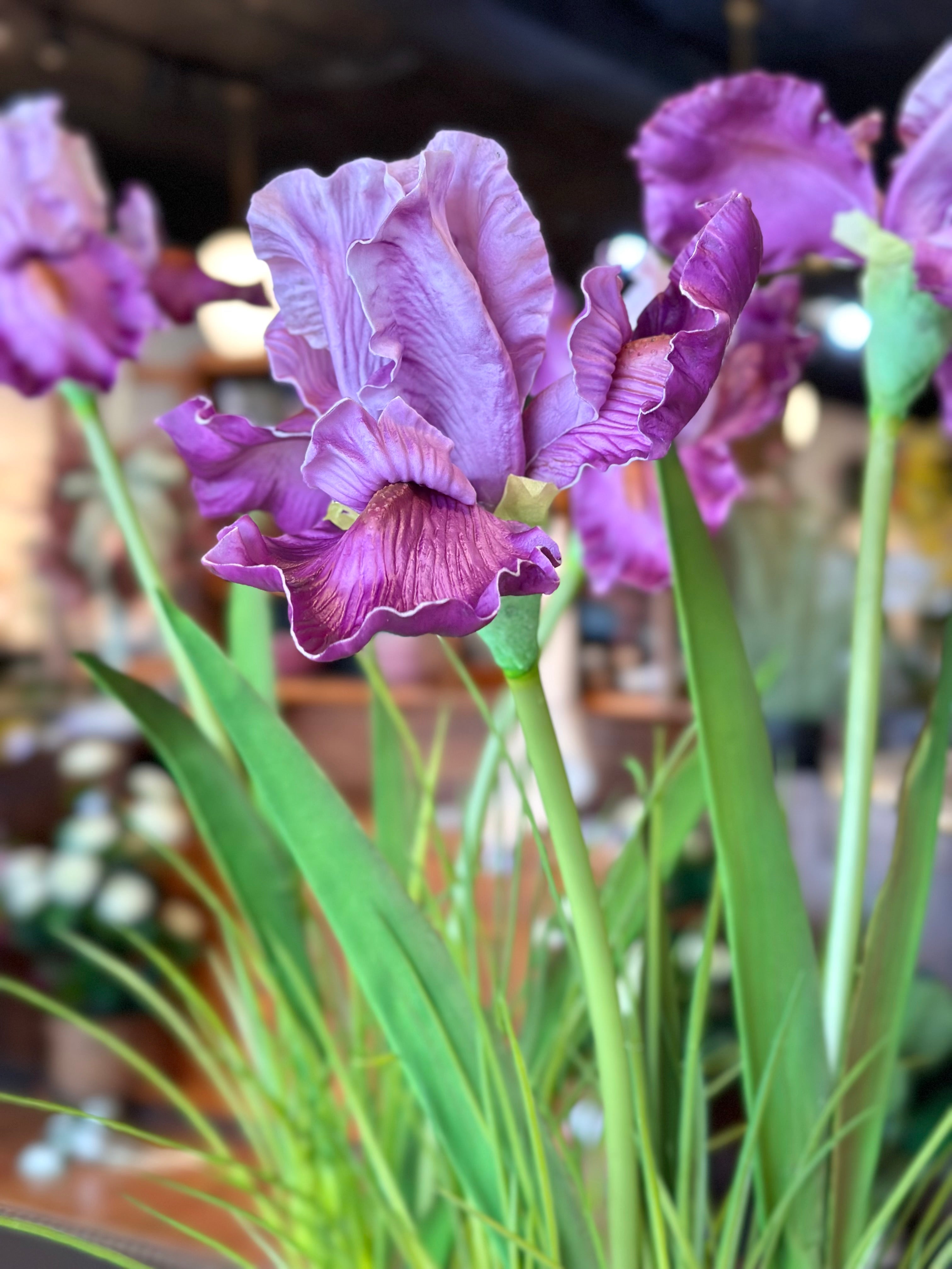 Natural Touch Bearded Iris in Clay Pot