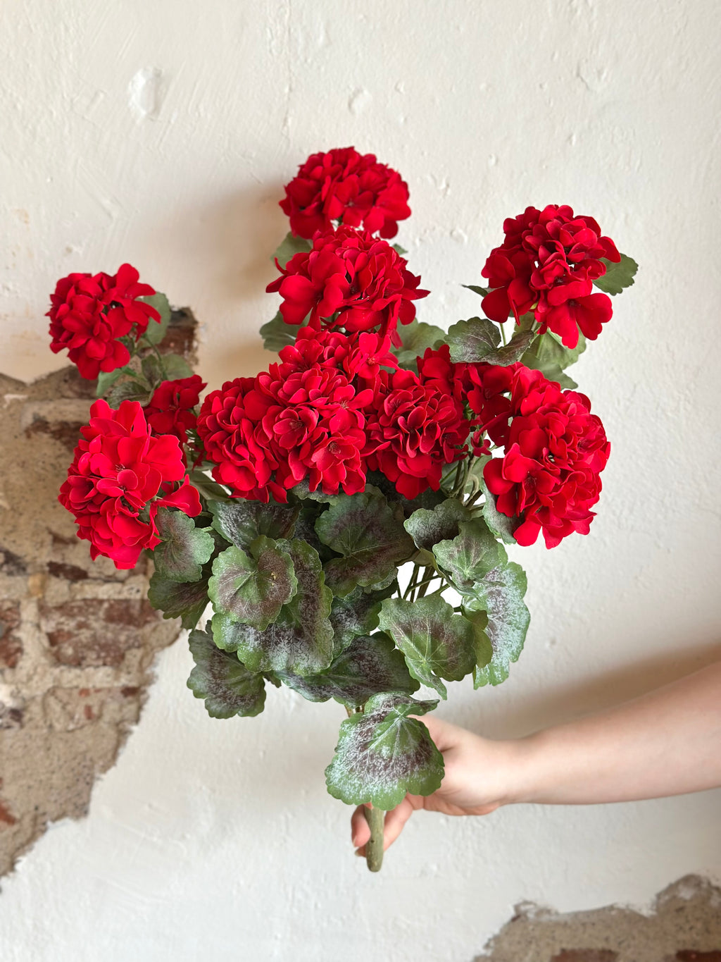 22" Hanging Summer Geranium Plant
