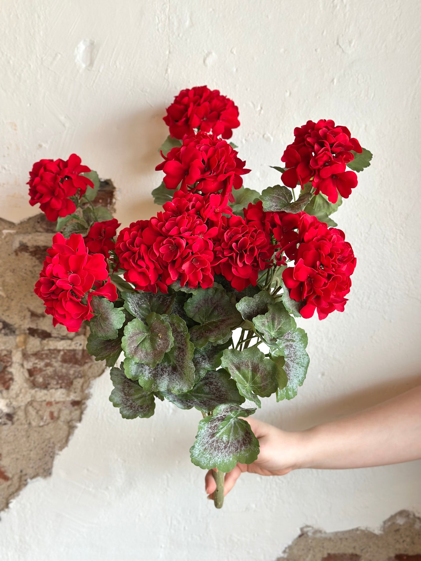 22" Hanging Summer Geranium Plant