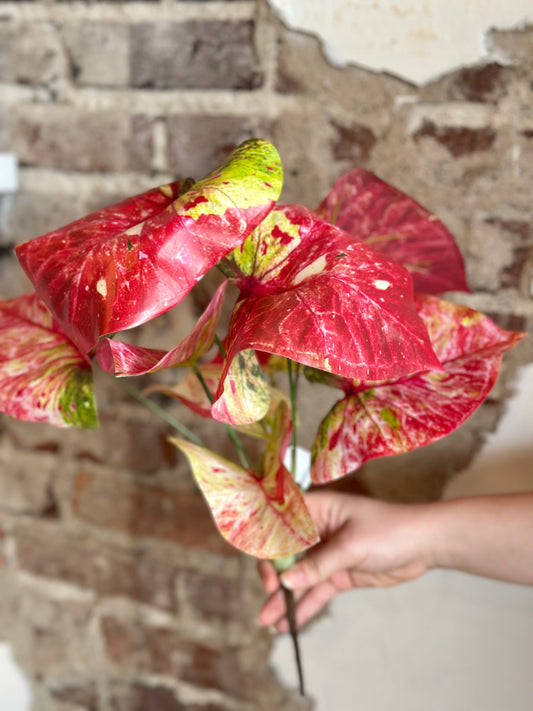 16" Summer Caladium Plant